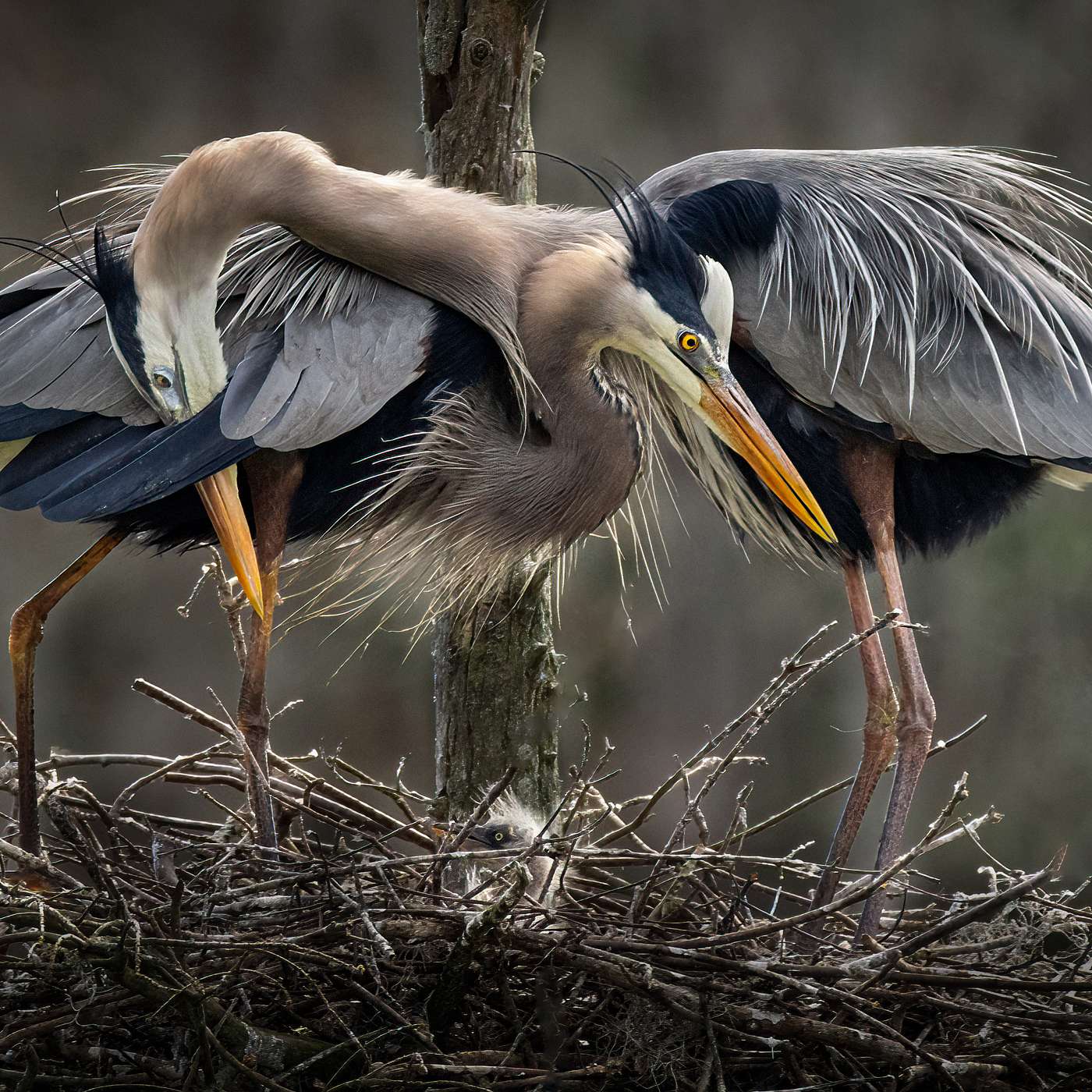 Great Blue Heron Embrace With Young Gazing episode artwork