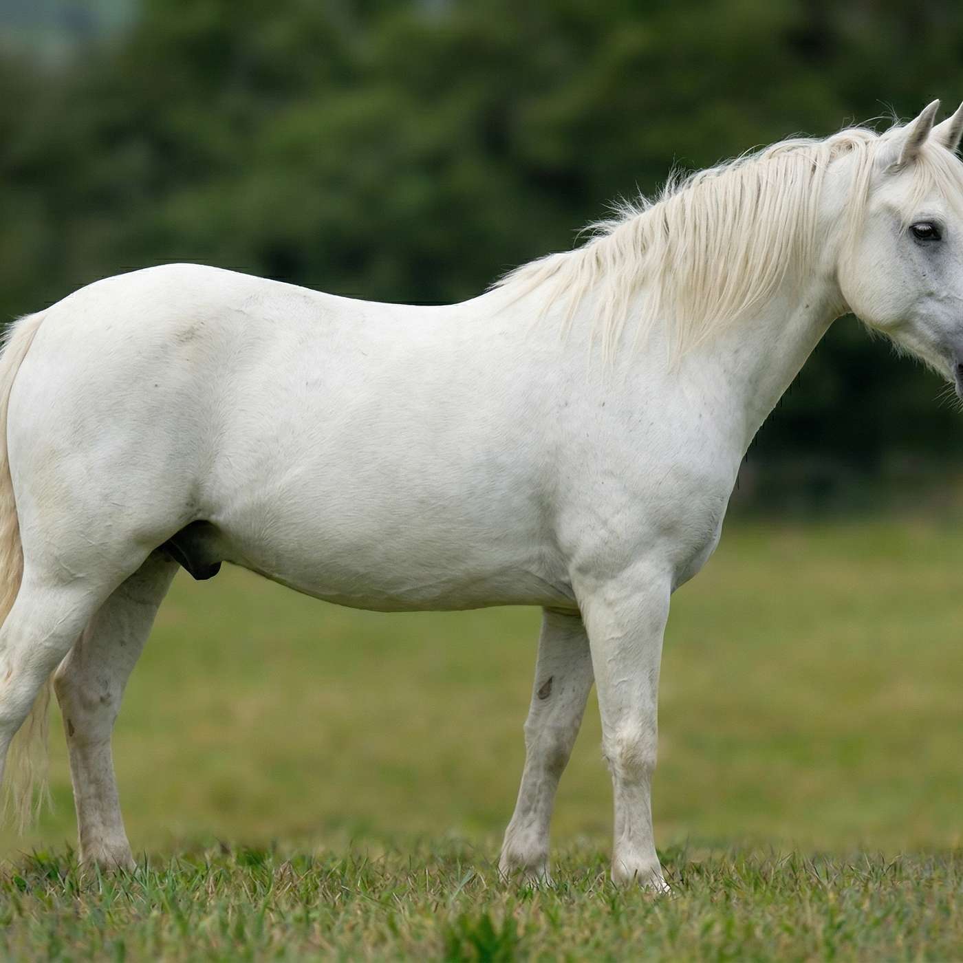 The Native Identity Crisis - Is the Designer Show Pony Killing the Connemara? episode artwork