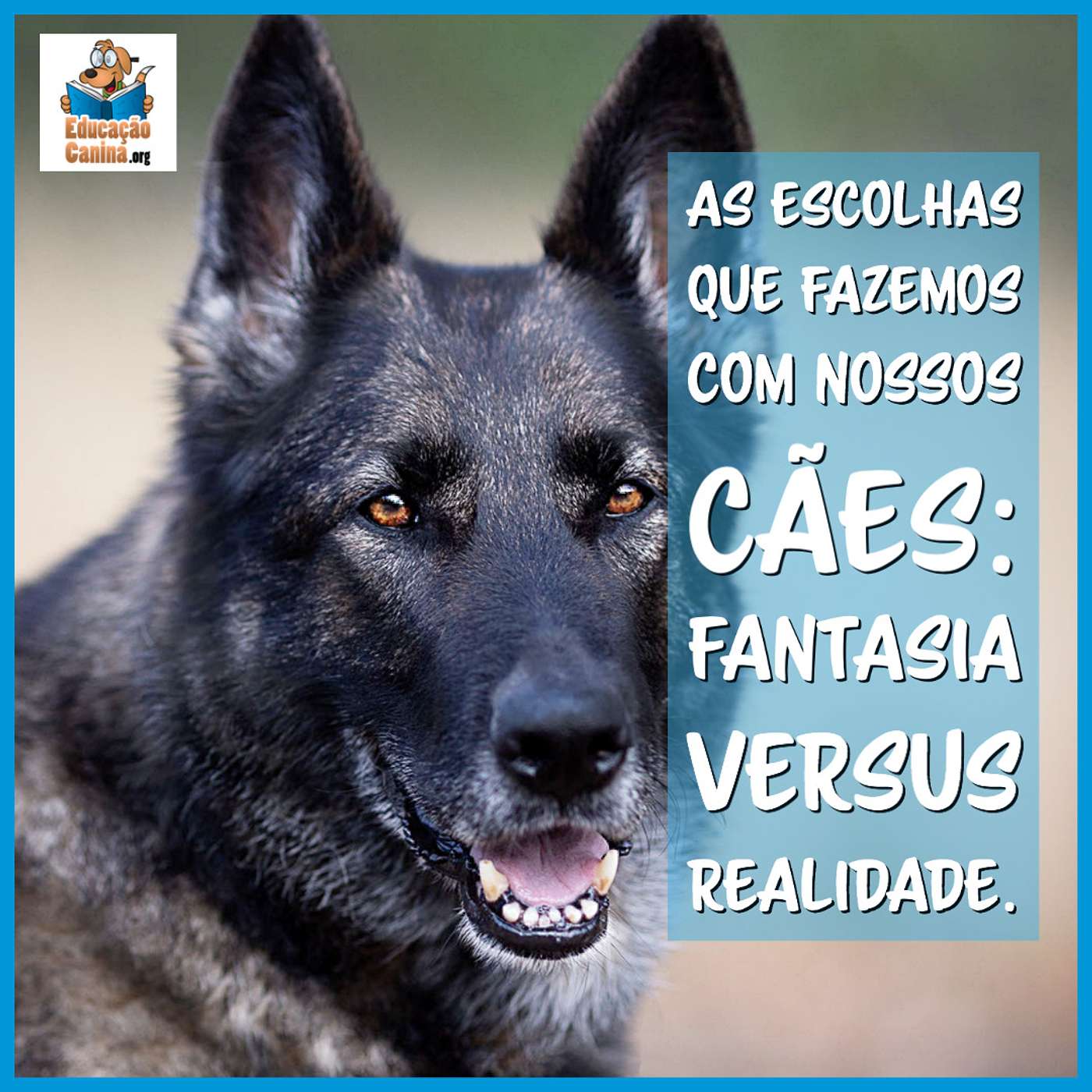 As escolhas que fazemos com nossos cães: fantasia versus realidade. episode artwork