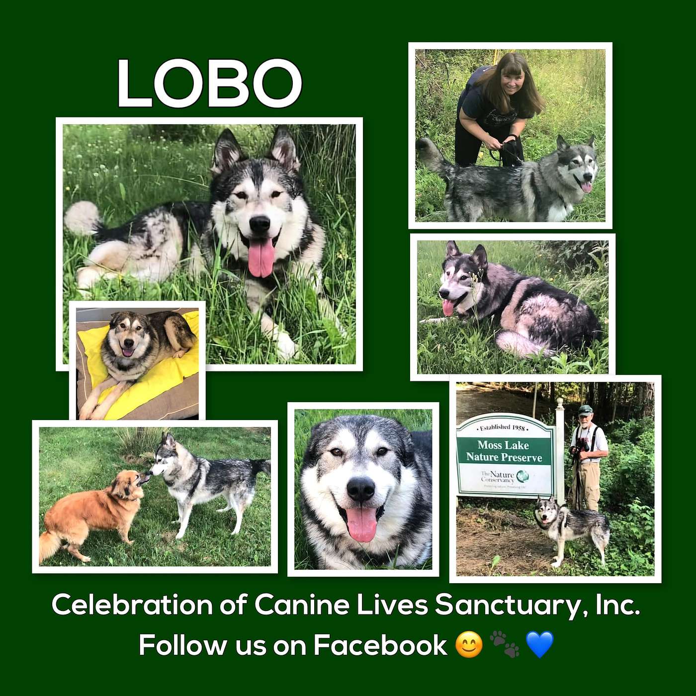 Meet Lobo! He's our POP-PAW-RAZZI Superstar of the Week!