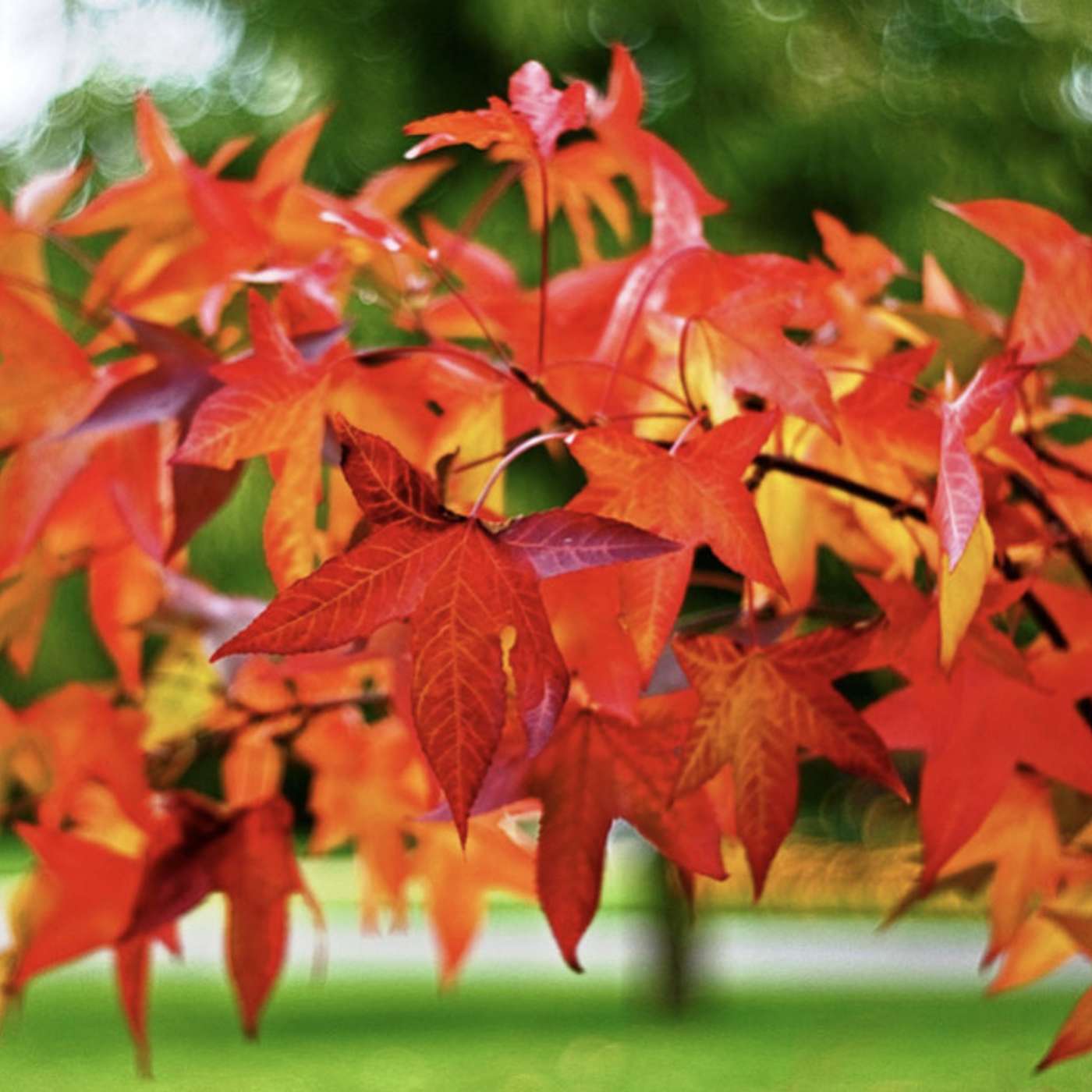 Top Colorful Trees of Autumn for the Fall Landscape