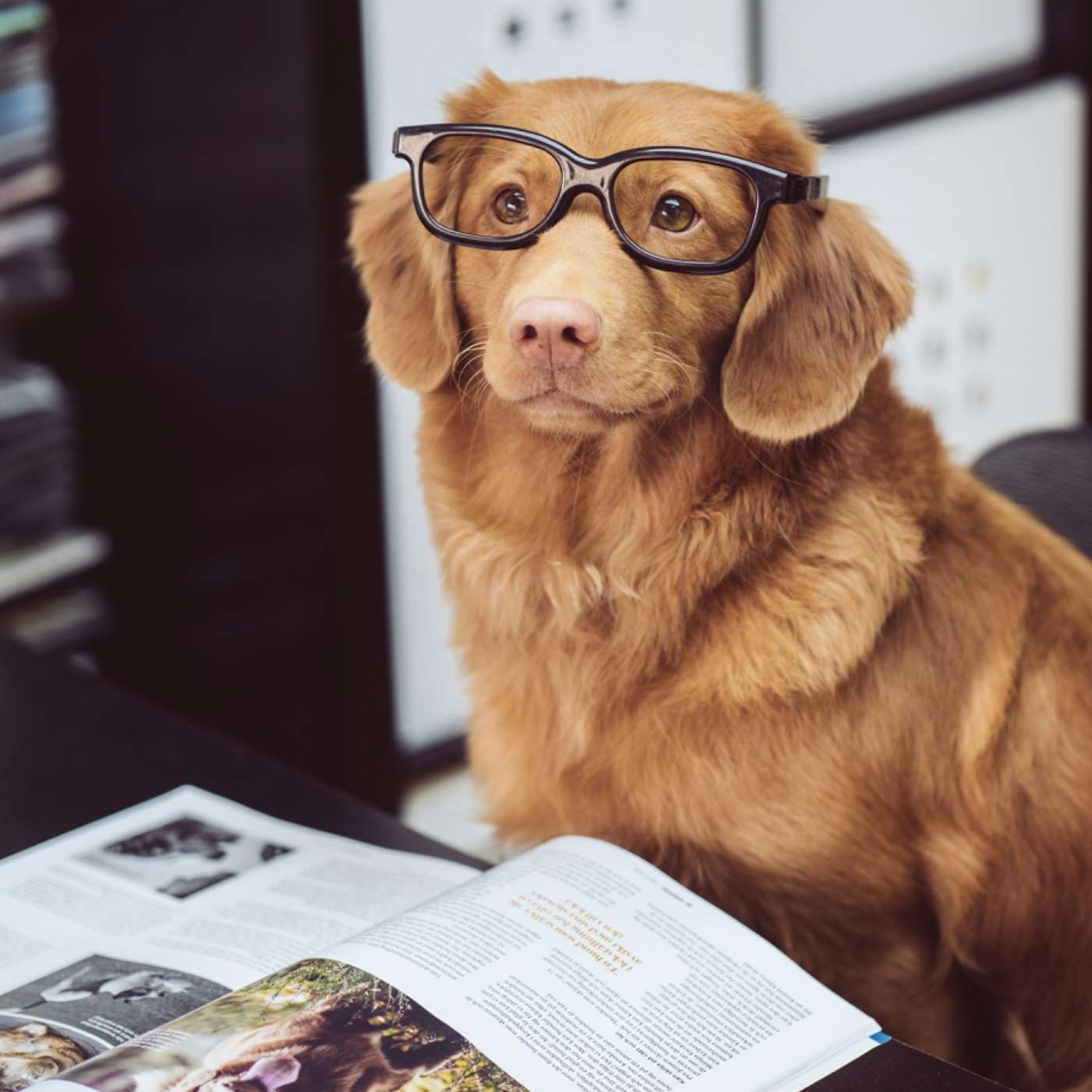 Creating a trust for your pet...Is That Even Legal?
