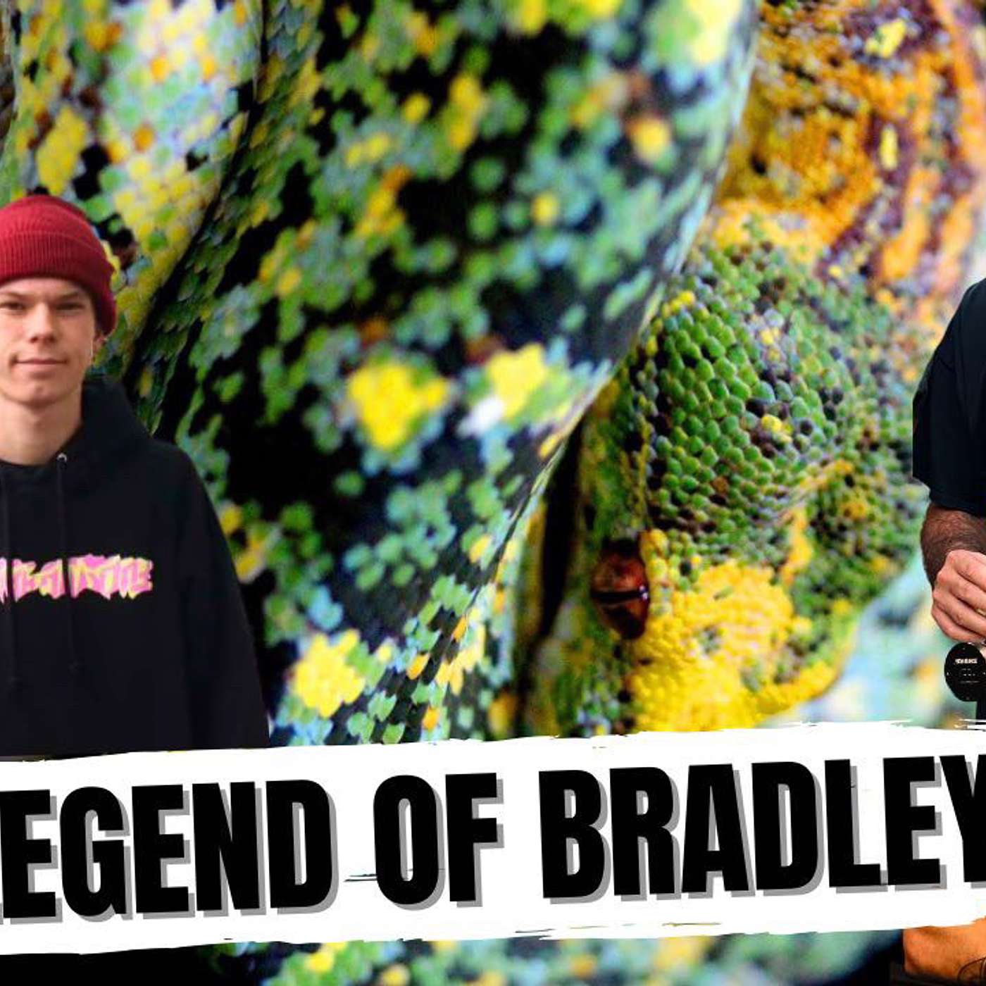 LEGACY OF THE BRADLEY LINE DESIGNER GREEN TREE PYTHONS | ALL IN THE TREE TUESDAY LIVE