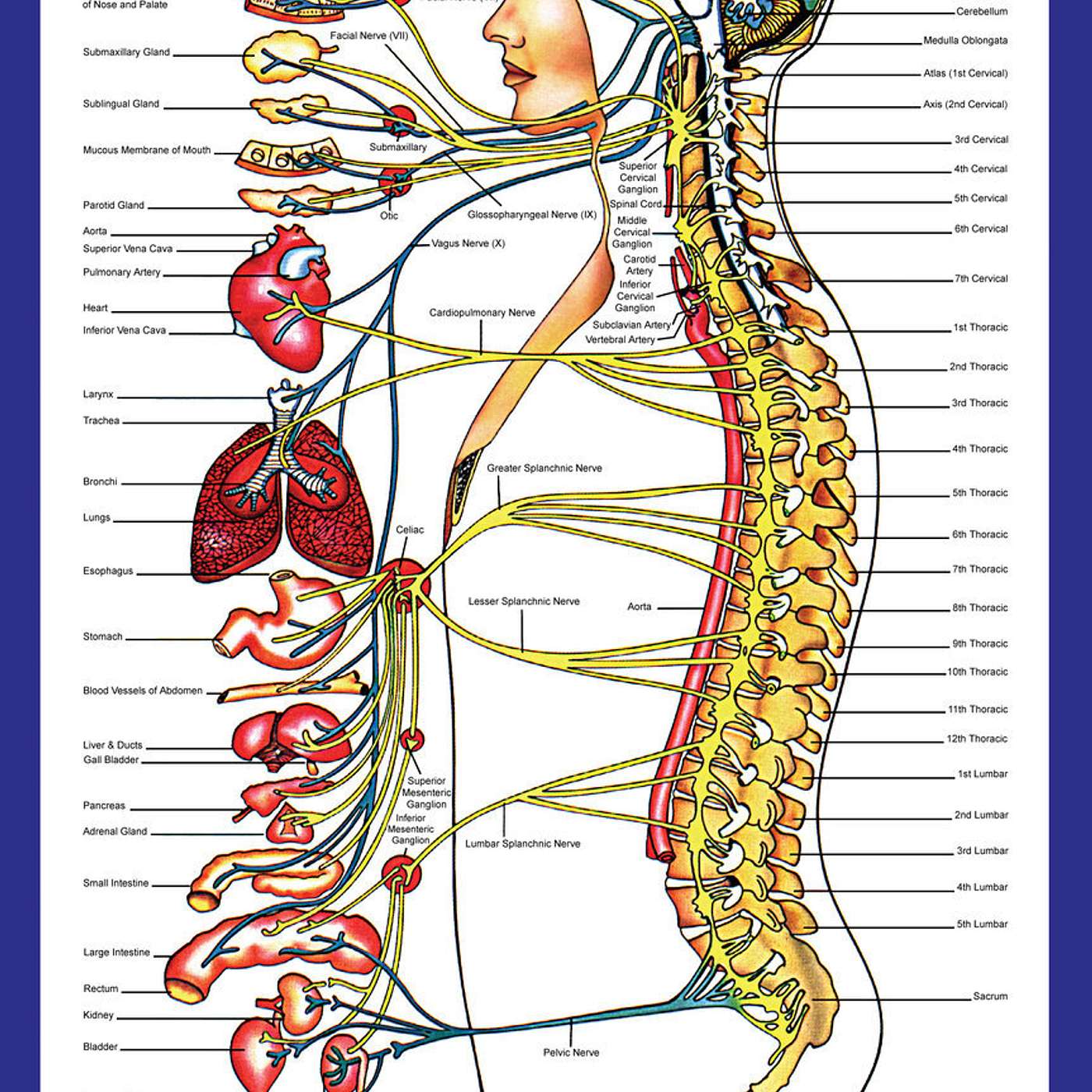 Dysautonomia and the Upper Cervical Spine