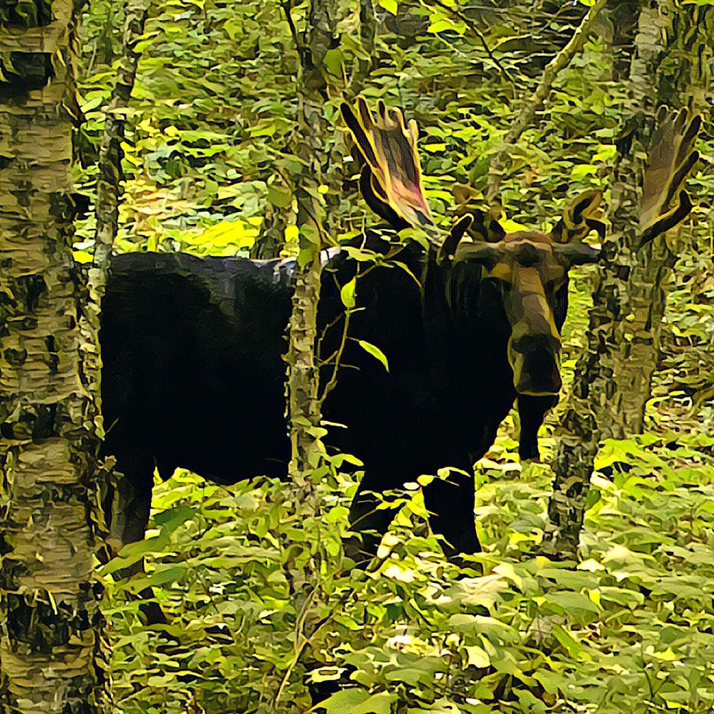 Isle Royale part 1