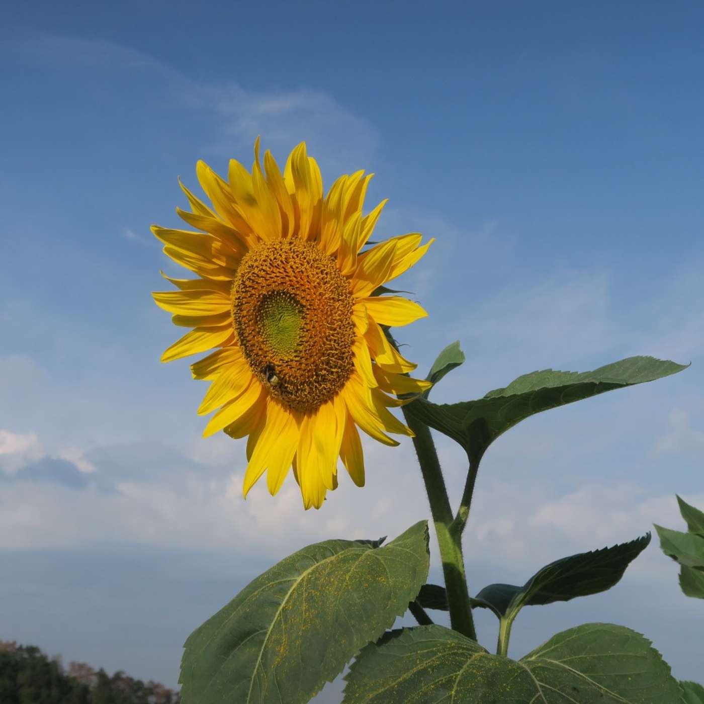 E13 – Trabajar en Alemania a diferencia de México 2a Parte E13 – Trabajar en Alemania a diferencia de México 2a Parte