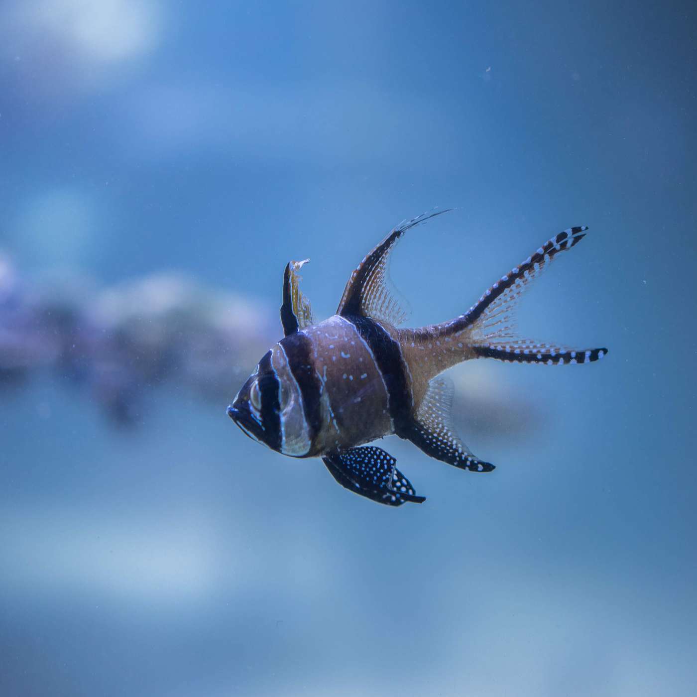 A Fish Tale