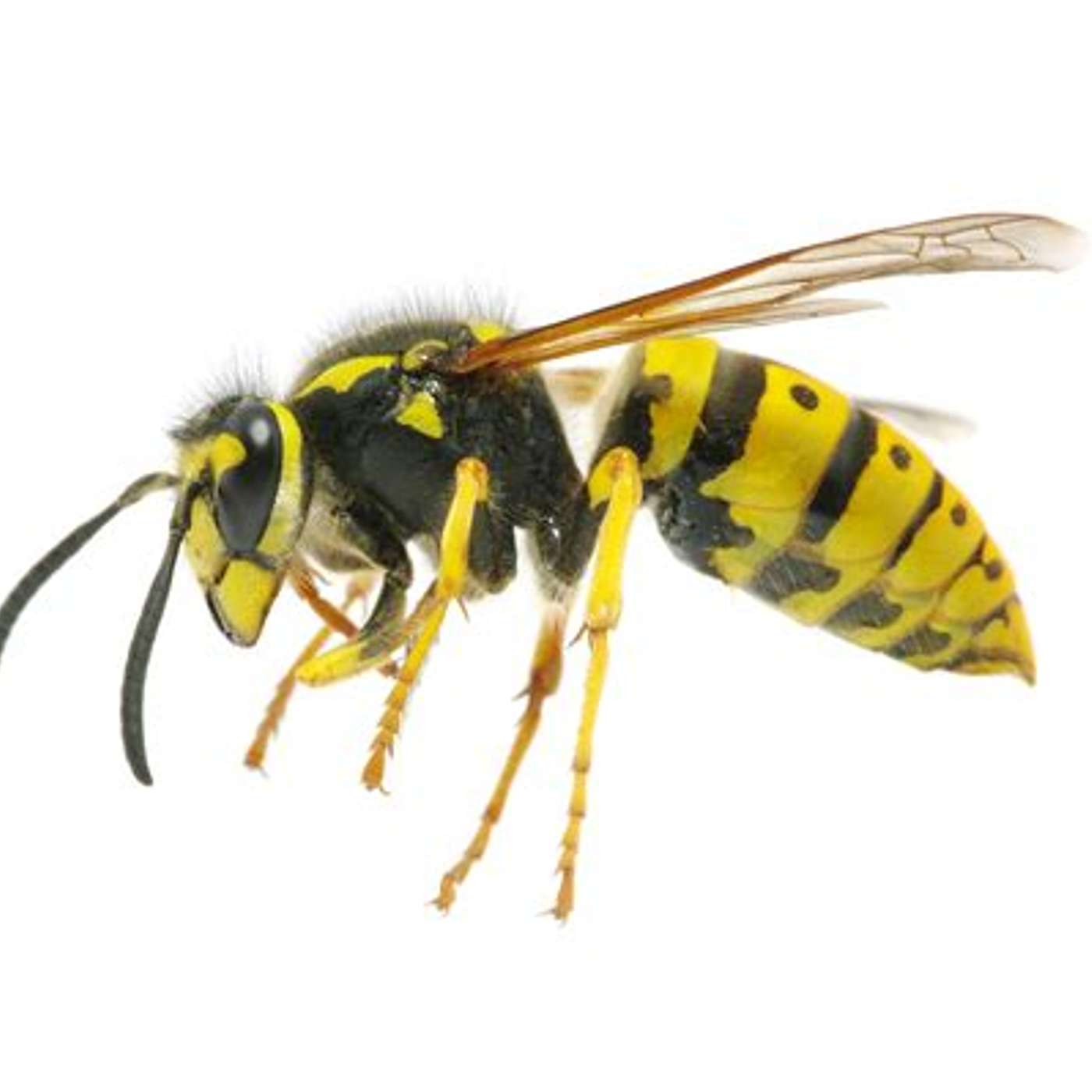 Wasps: pesky critters but a part of a healthy environment! episode artwork