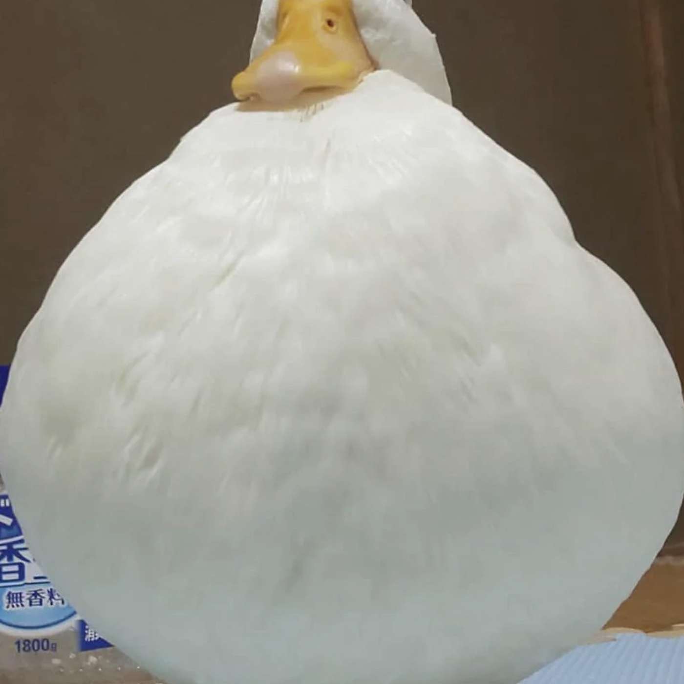 Episode 59: Ducktales of Chris Getting Fat