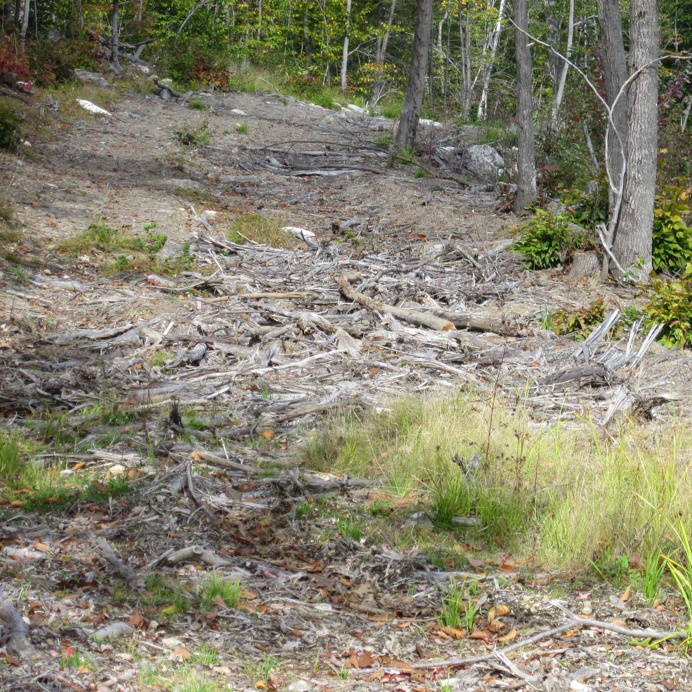 BUILDING TRAILS