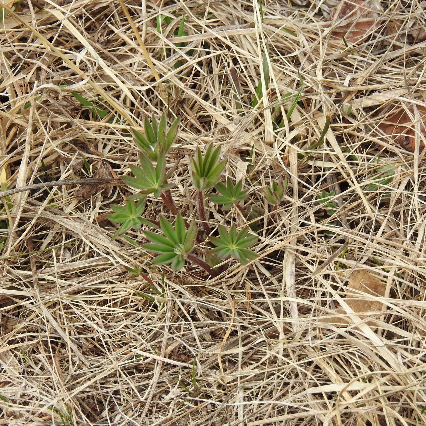 THE FIRST TINY LUPINES ARE UP