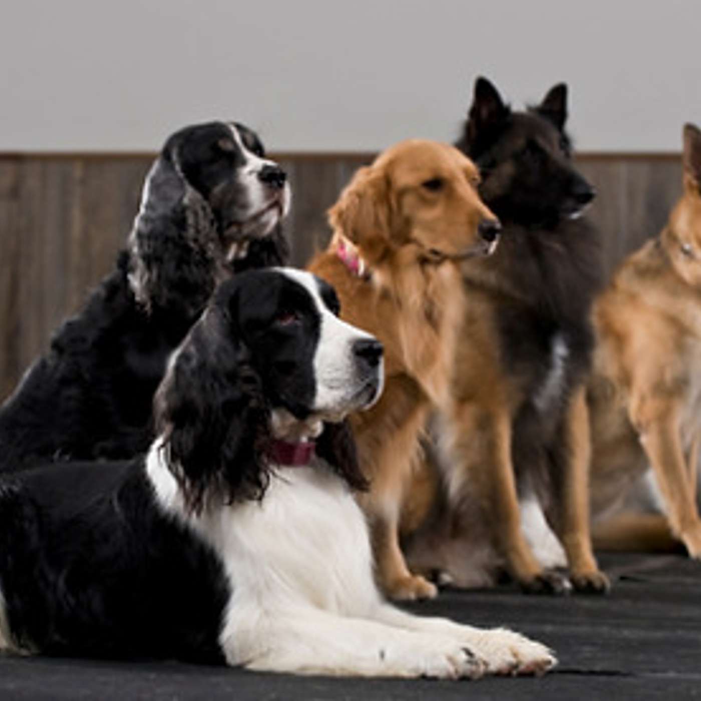 Crenças limitantes e seus efeitos na vida e no treinamento de cães. episode artwork