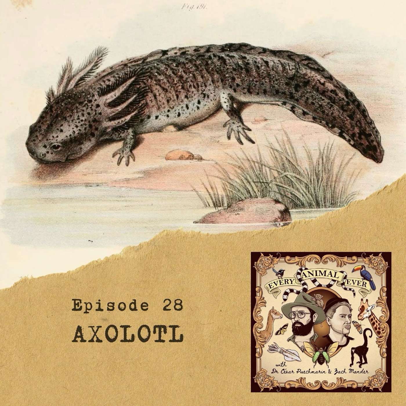 28 - Axolotl
