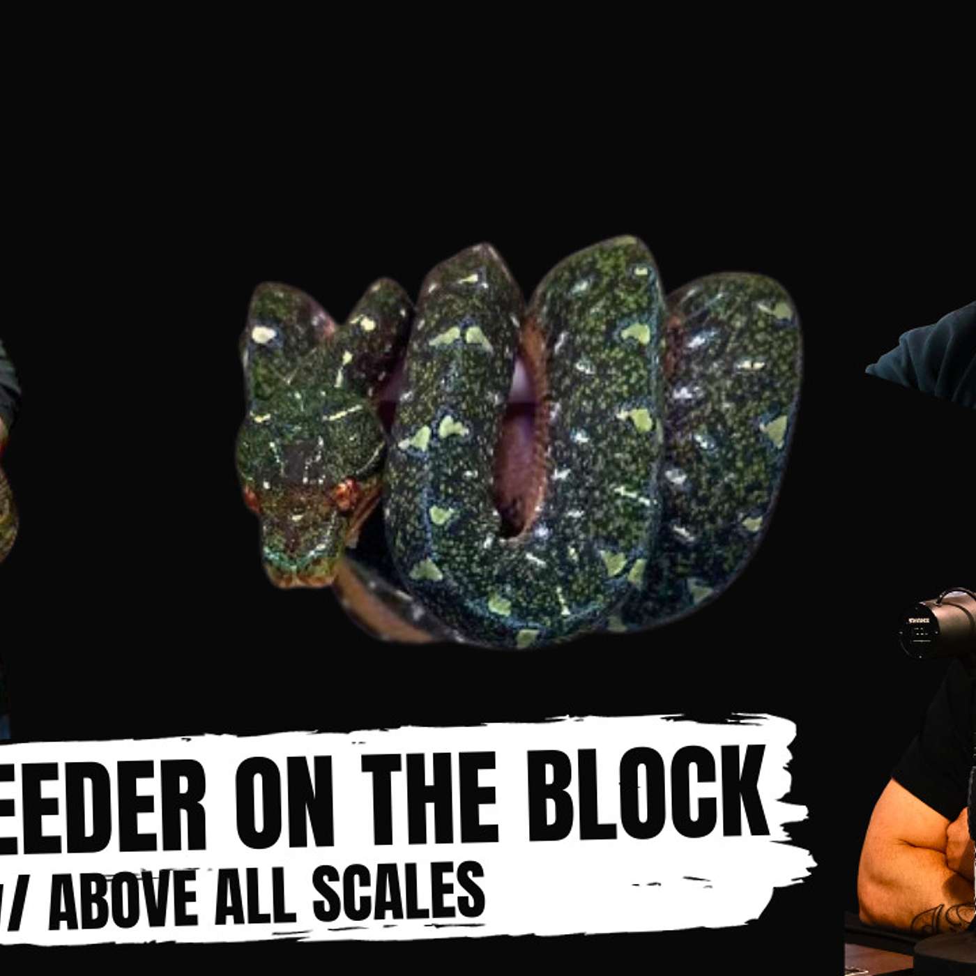 Does Shane Silva have a change of heart on breeding his Ball Pythons?  | New Breeder On The Block