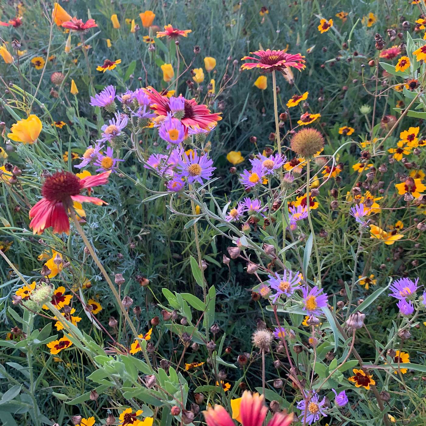 Bug Banter with the Xerces Society