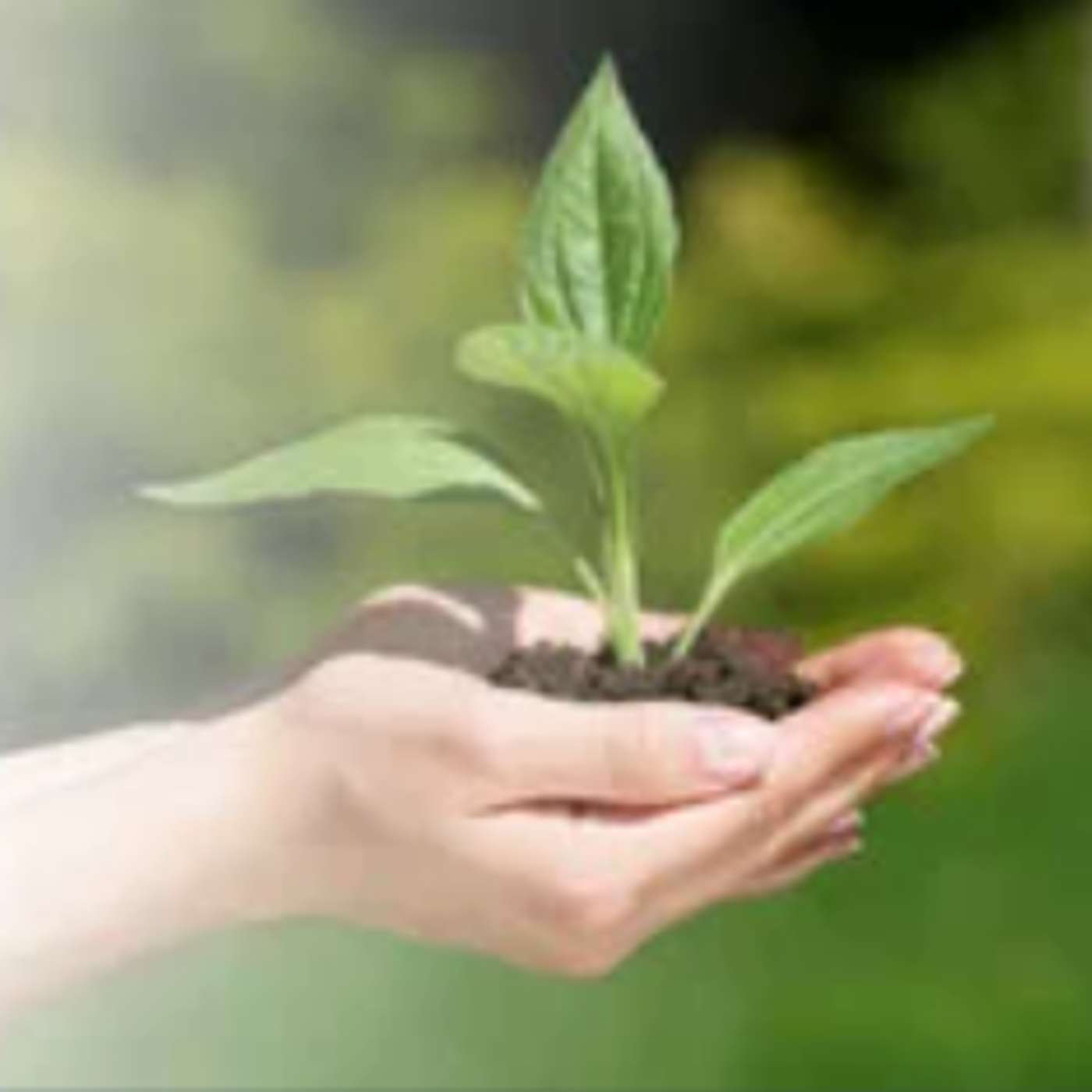 When and How to Start Seeds for a Bountiful Harvest