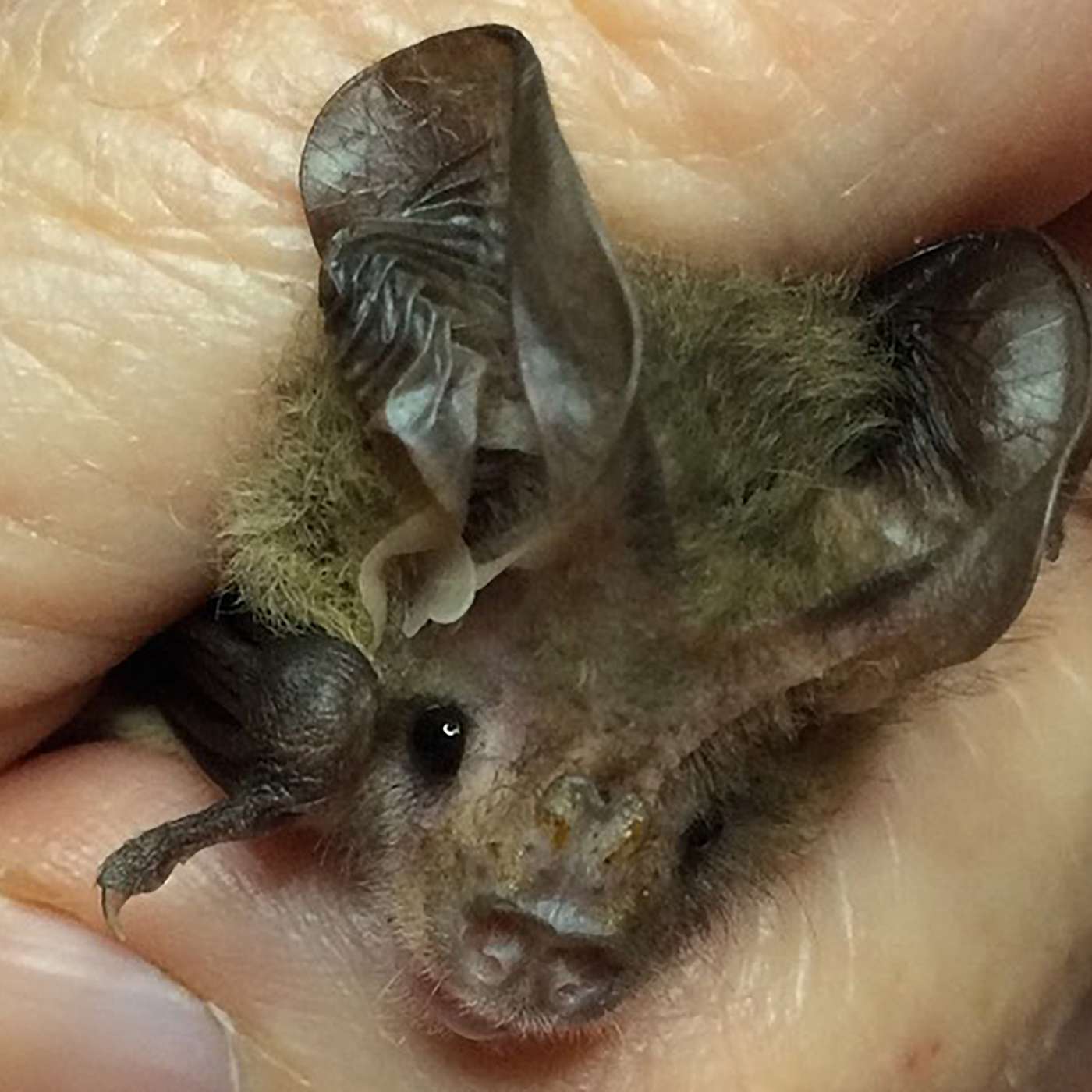 Episode 3: Voices of Wildlife Volunteers - Denise Morgan