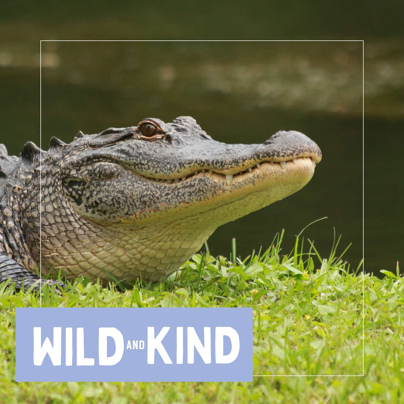 The American Alligator