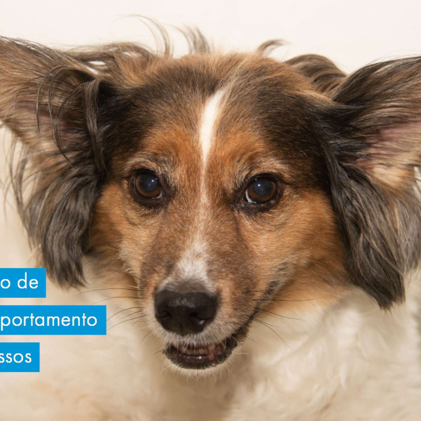 Como nosso estilo de vida afeta o comportamento e resposta dos nossos cachorros.