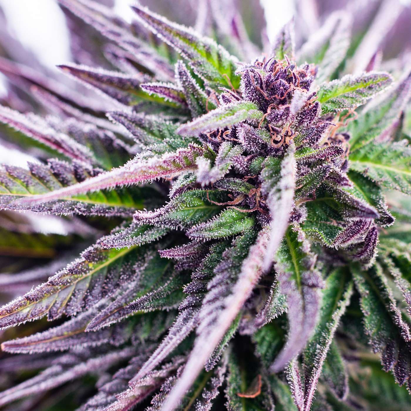 The Oberman Law Firm Podcast