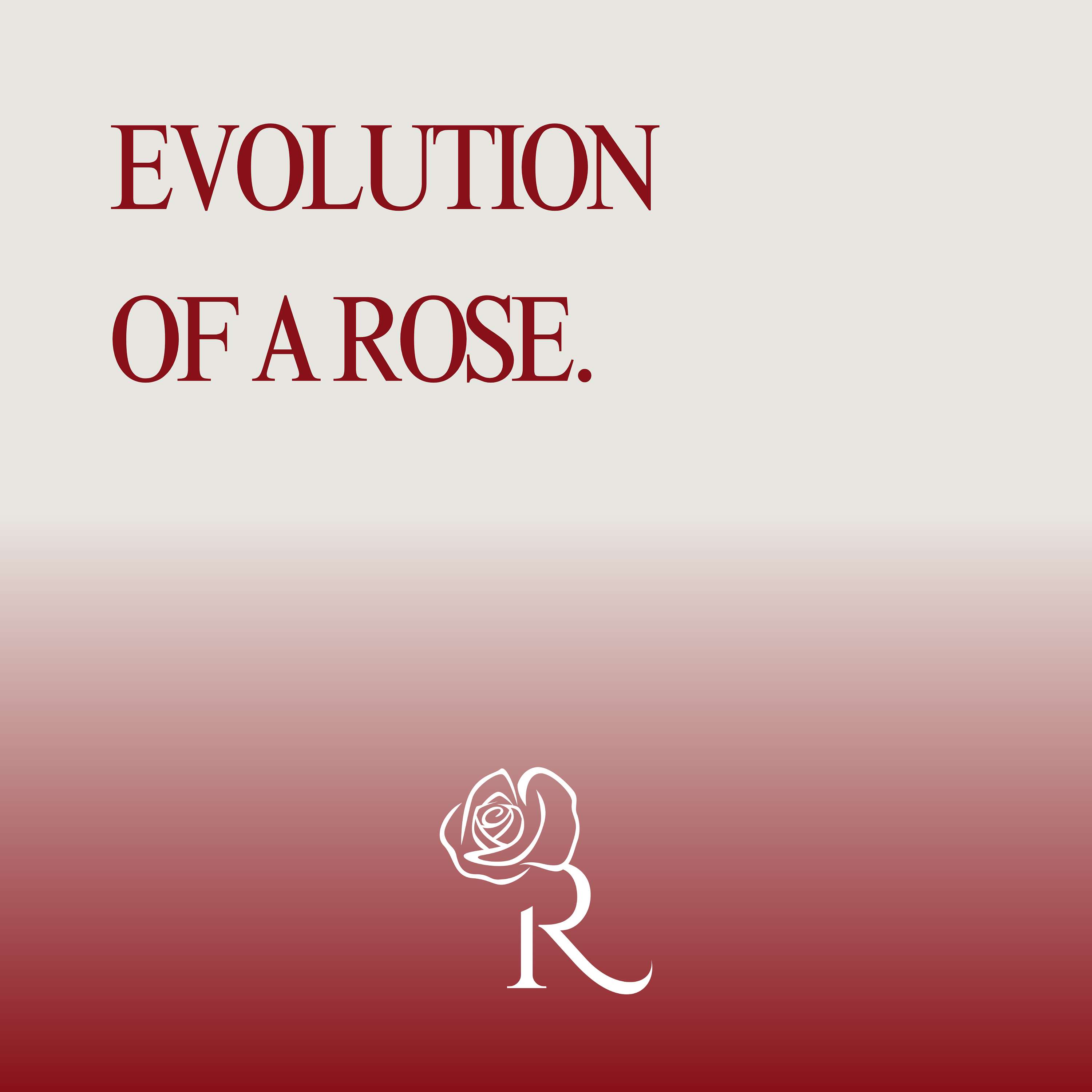 Evolution of a Rose