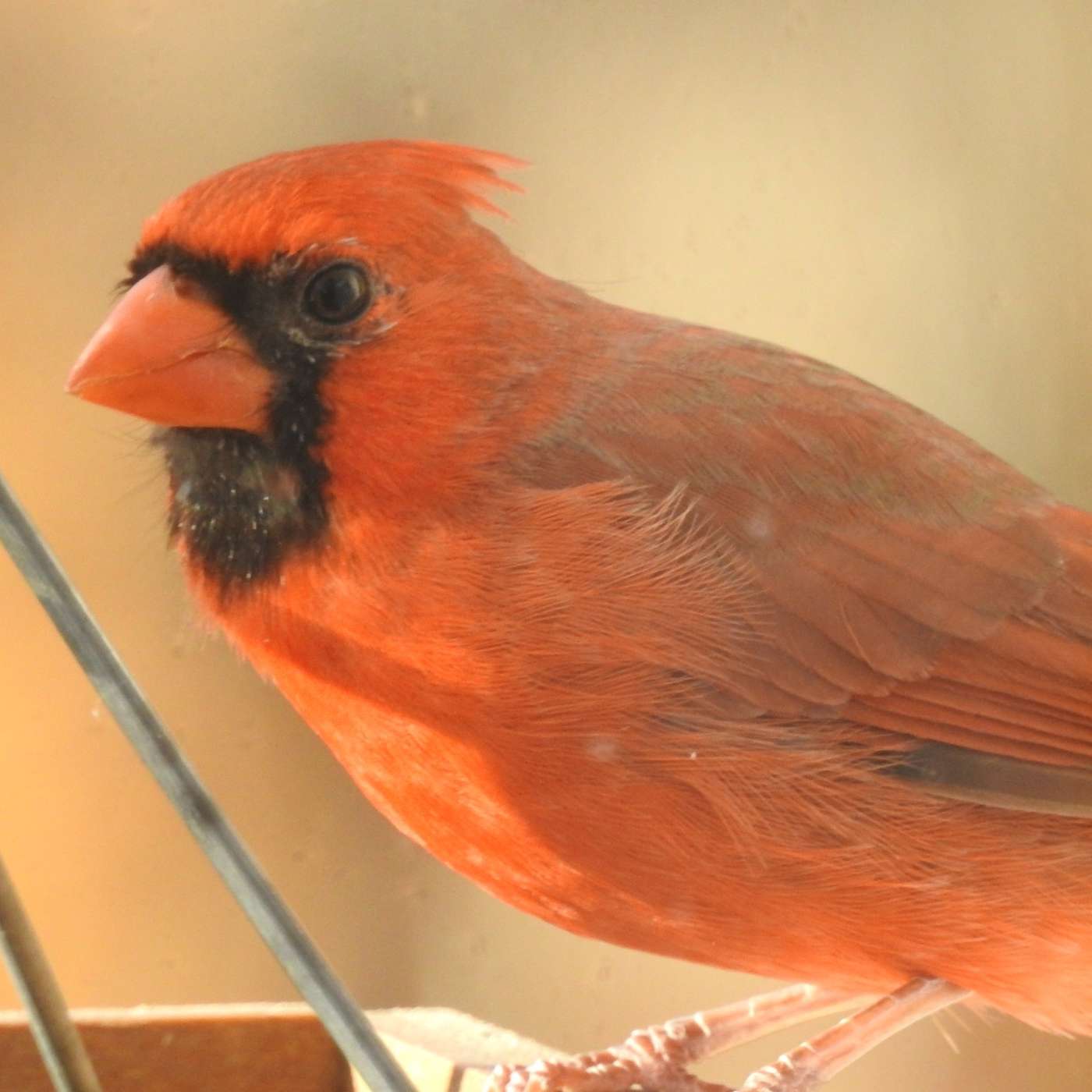 I CAN NEVER RESIST A GOOD CARDINAL PHOTO