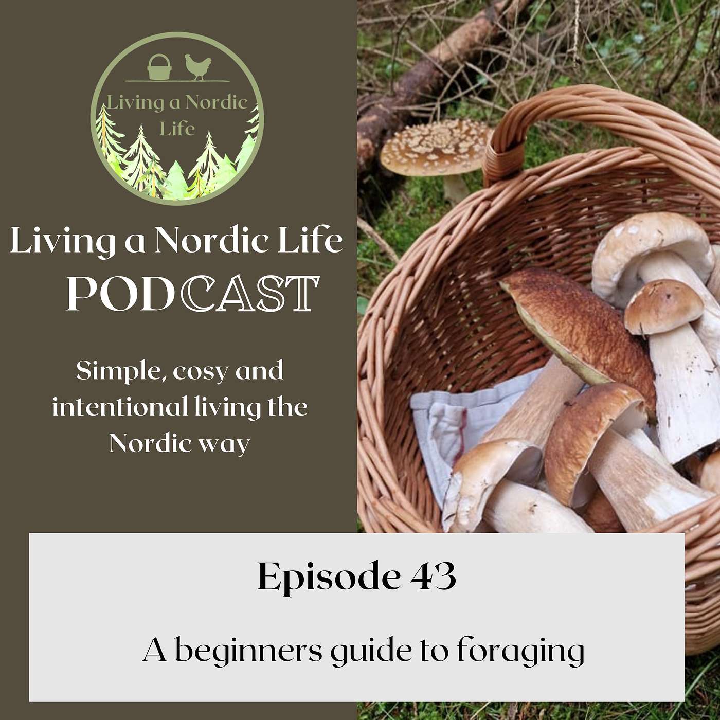 43: A beginners guide to foraging