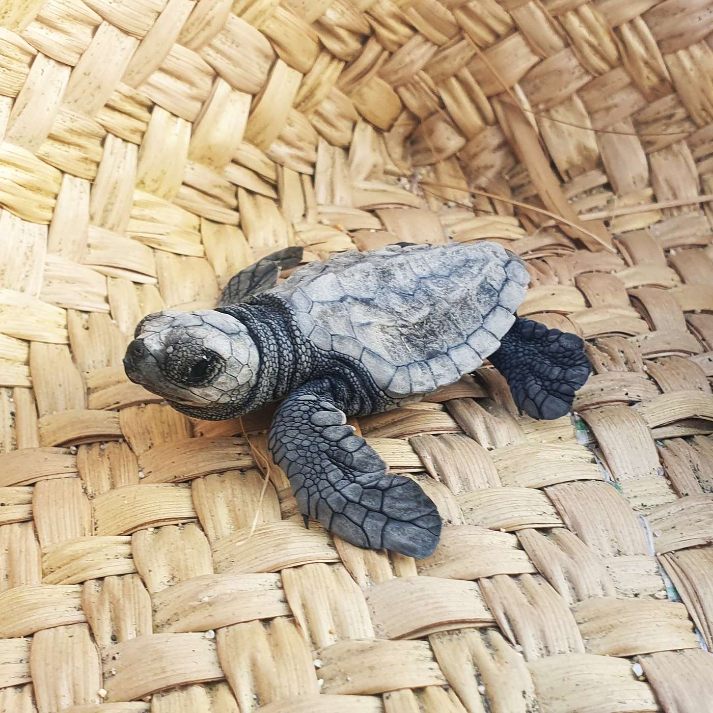 Mexico 4: Volunteering with Sea Turtles in Puerto Escondido: Nests and Night Patrols