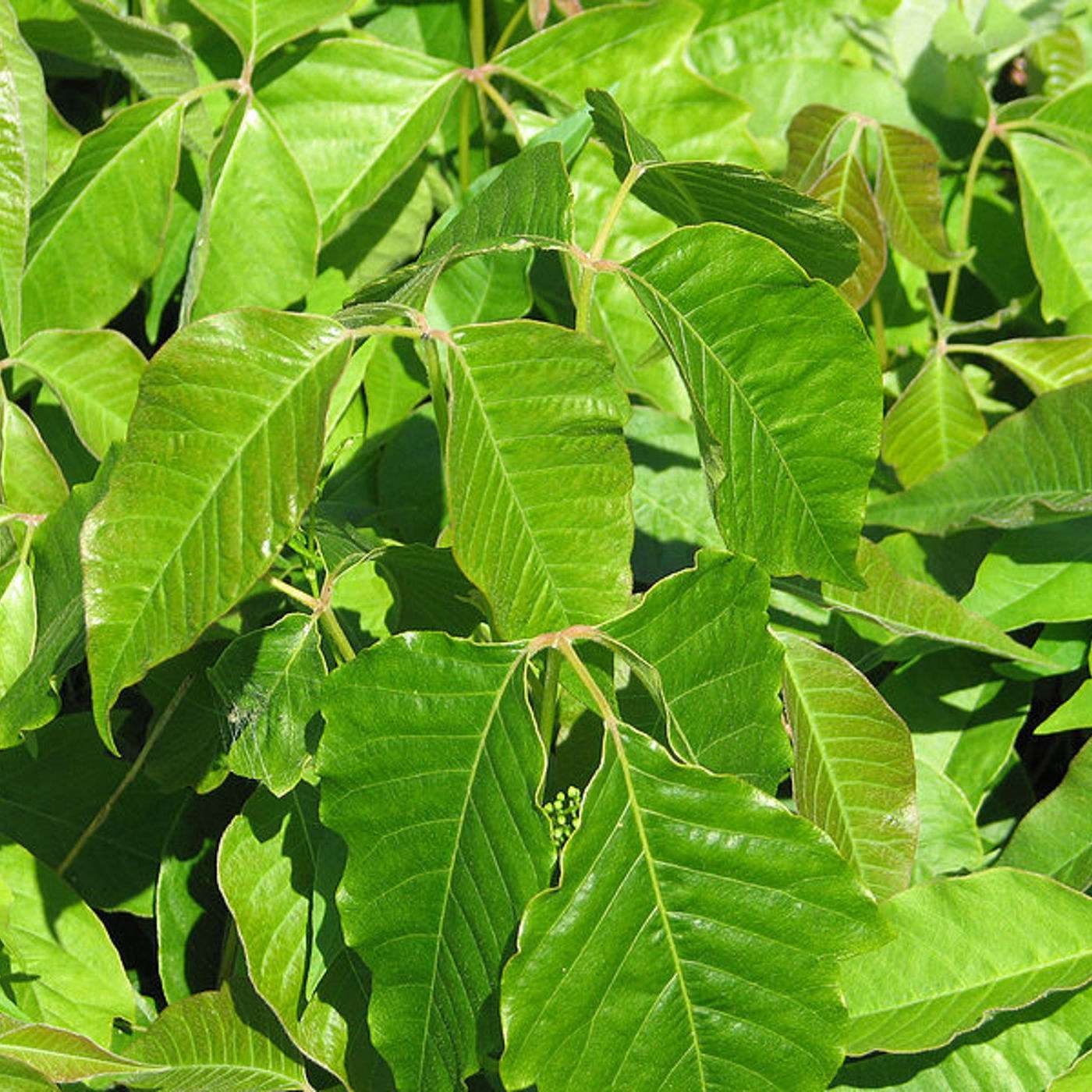 Epoisode 90: Poison Ivy - Learn About It The Easy Way
