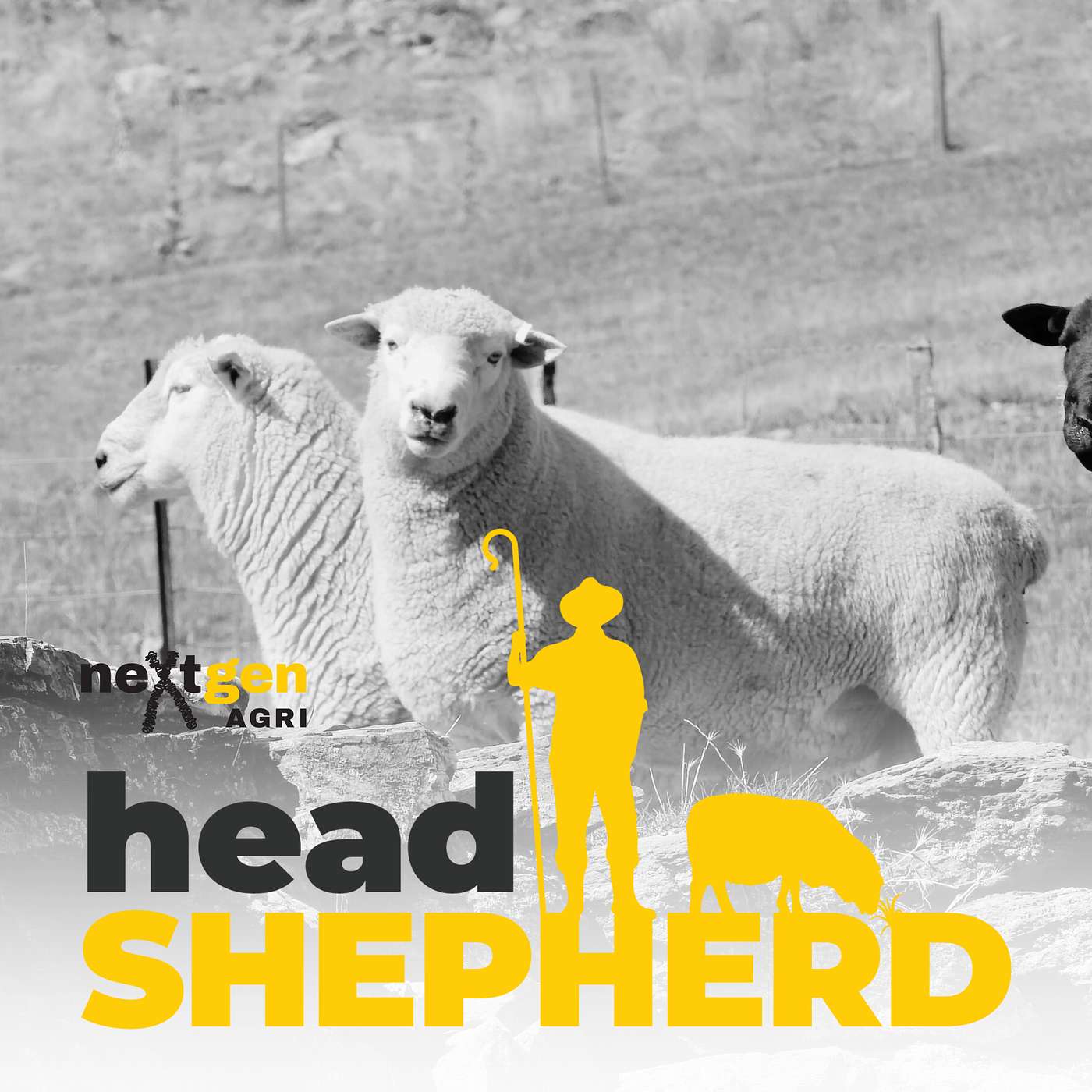 Breeding Romneys for the rain at Kaituna Ridges