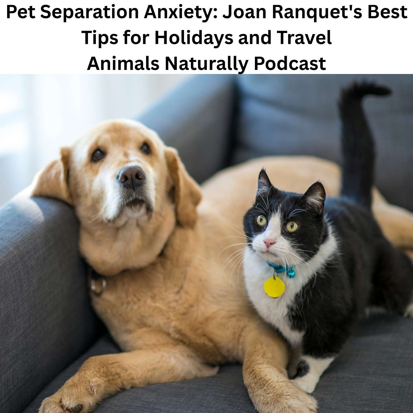 Going on Holiday? Joan Ranquet Explains How to Prepare Your Pet for Your Absence