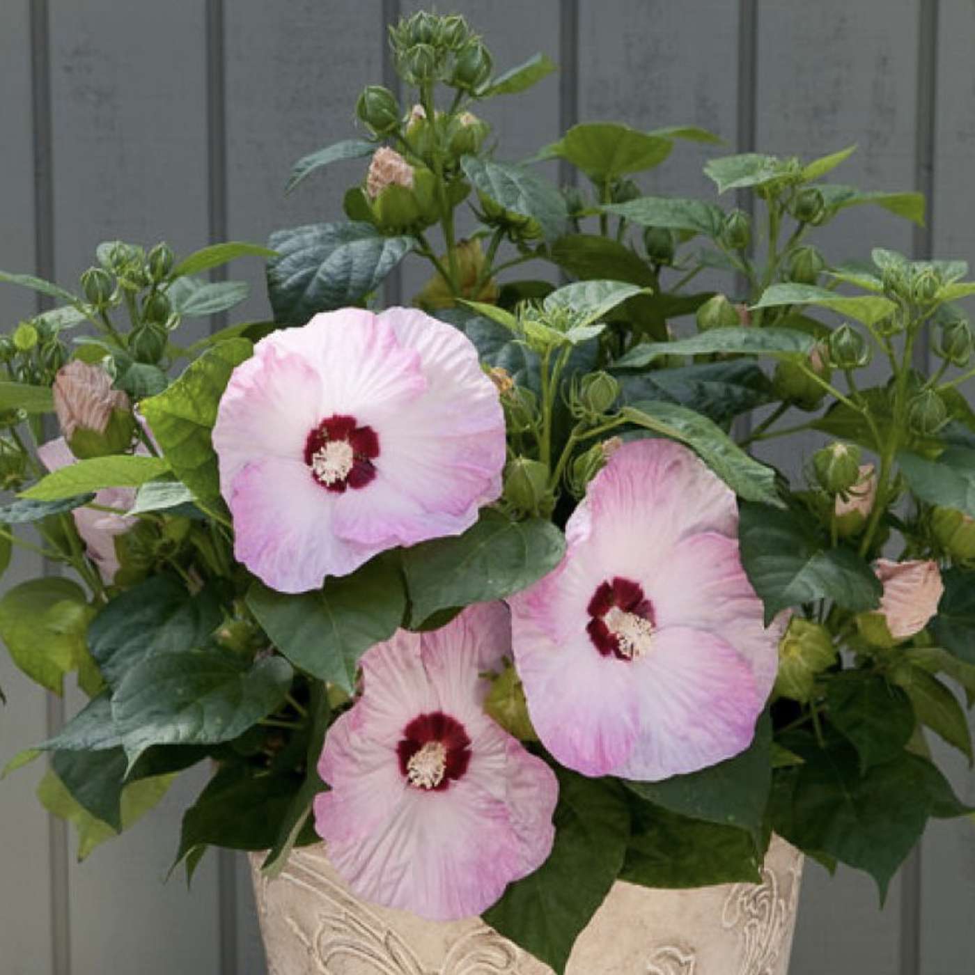 Top 10 Summer Plants with Really Big Flowers