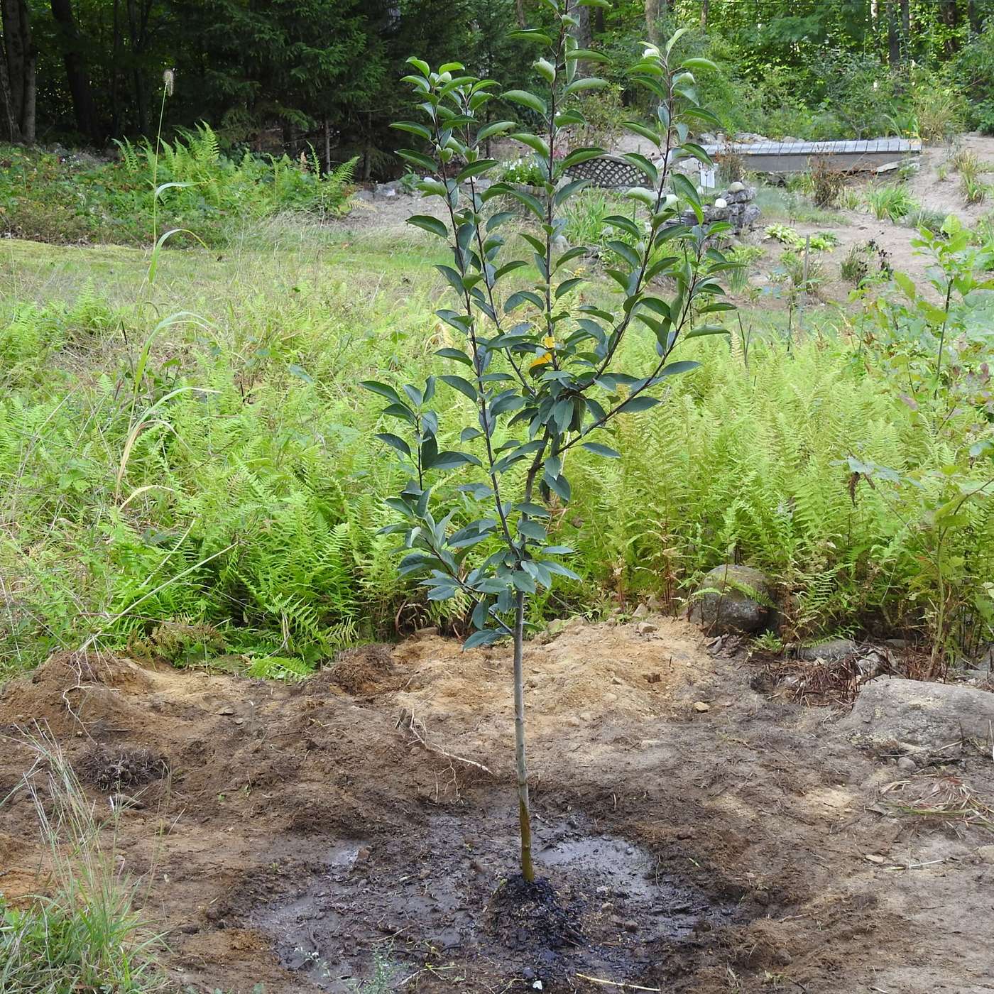 A TREE THAT CHANGED THE LANDSCAPE