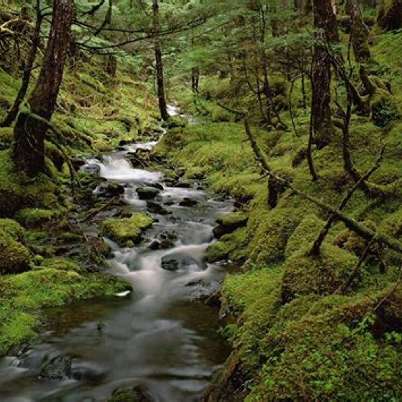 Forest; Good for our earth episode artwork