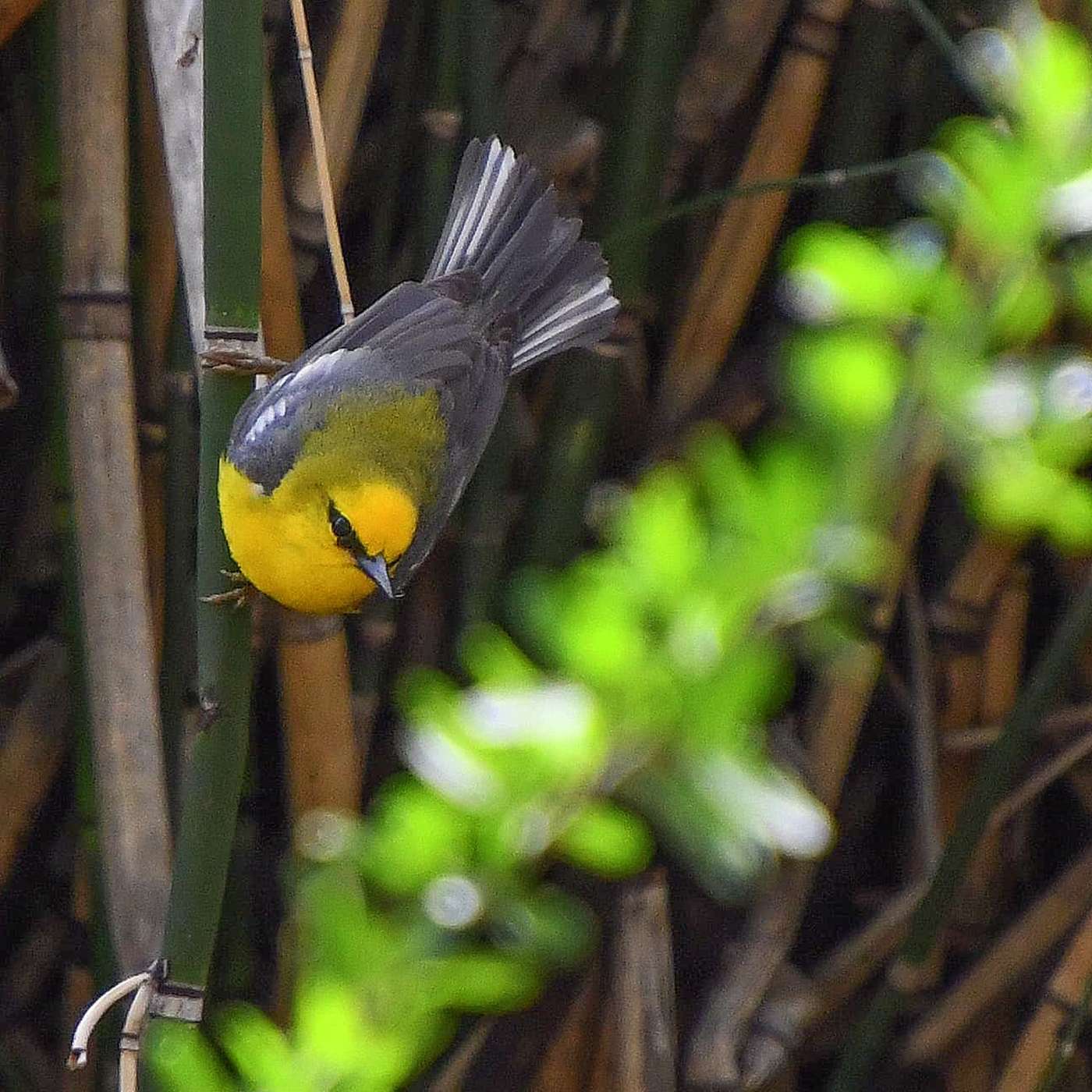 S1 E13: A Year for Warblers. The Wood Warblers I've encountered in 2023. episode artwork