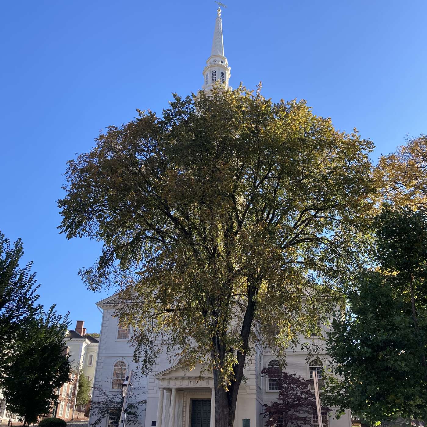 Chronicling a Tree: Thoreau's Concord Elm