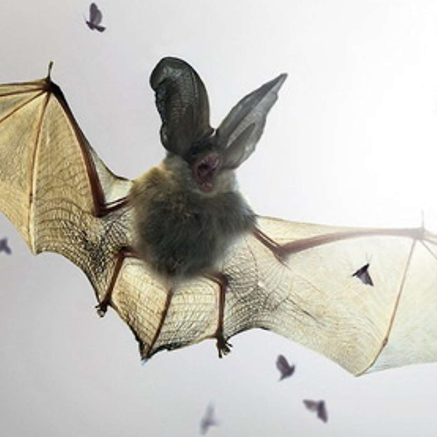 More on Bats episode artwork