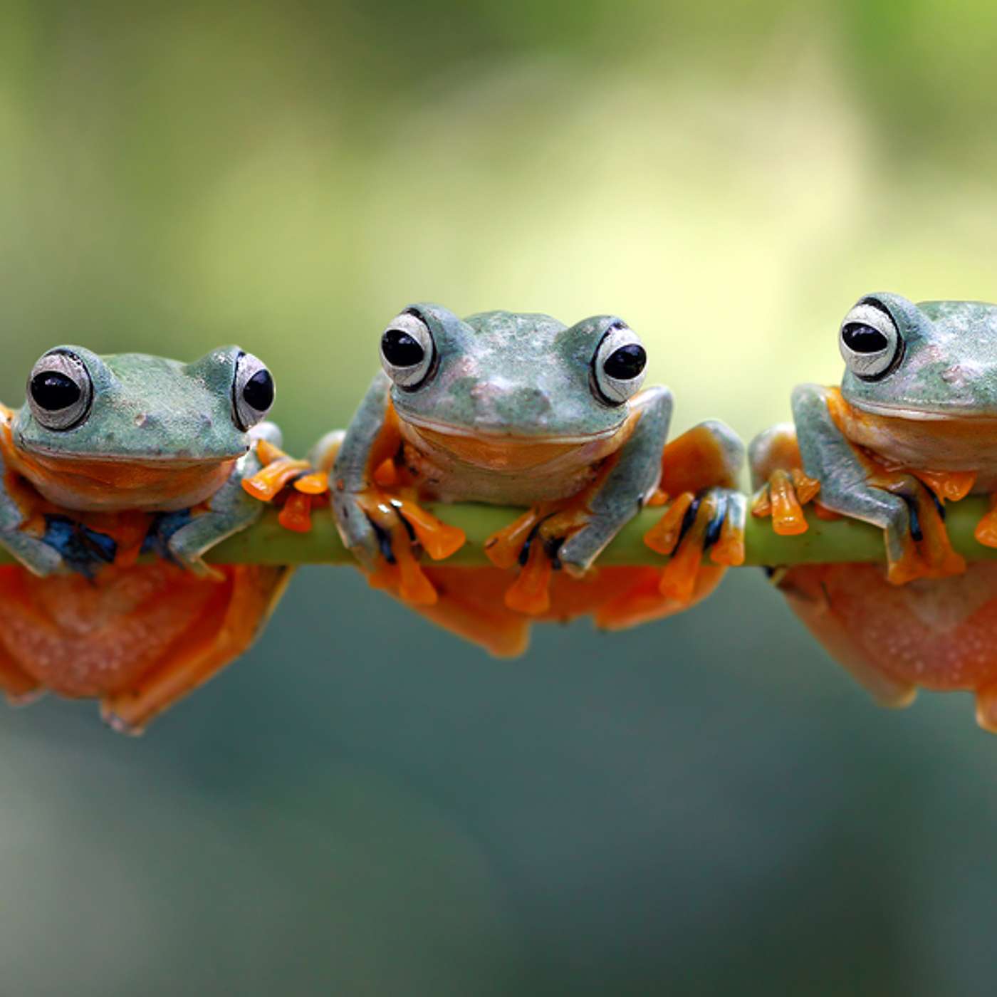 Ep. 61 - Let's Talk Frogs