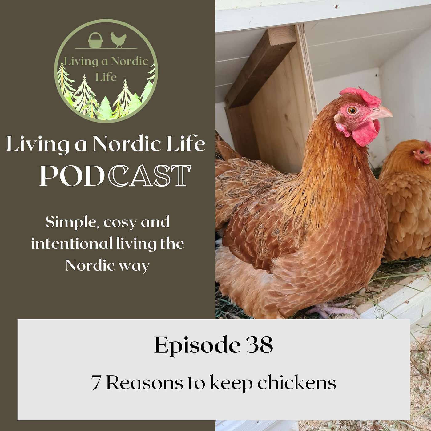 38: 7 Reasons to keep chickens