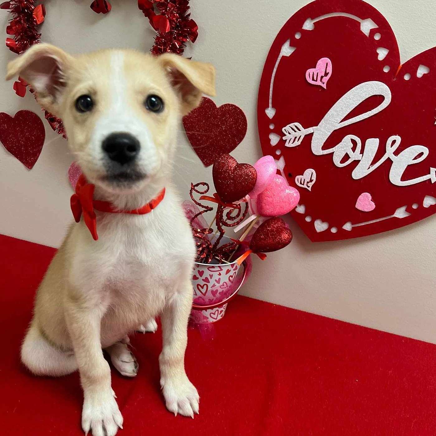 Meet Sitka...the CUTEST puppy up for adoption at the SPCA Serving Allegany County!