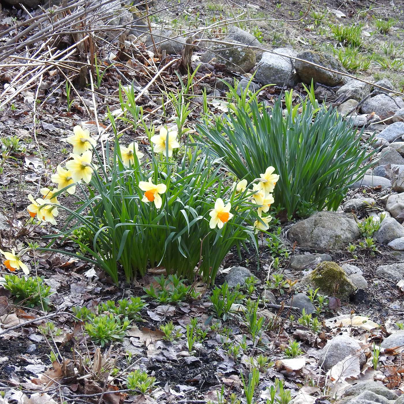 THE FICKLENESS OF SPRING