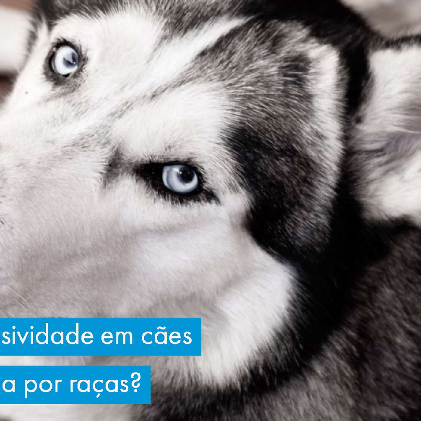 Porque agressividade em cães não é definida por raças? episode artwork