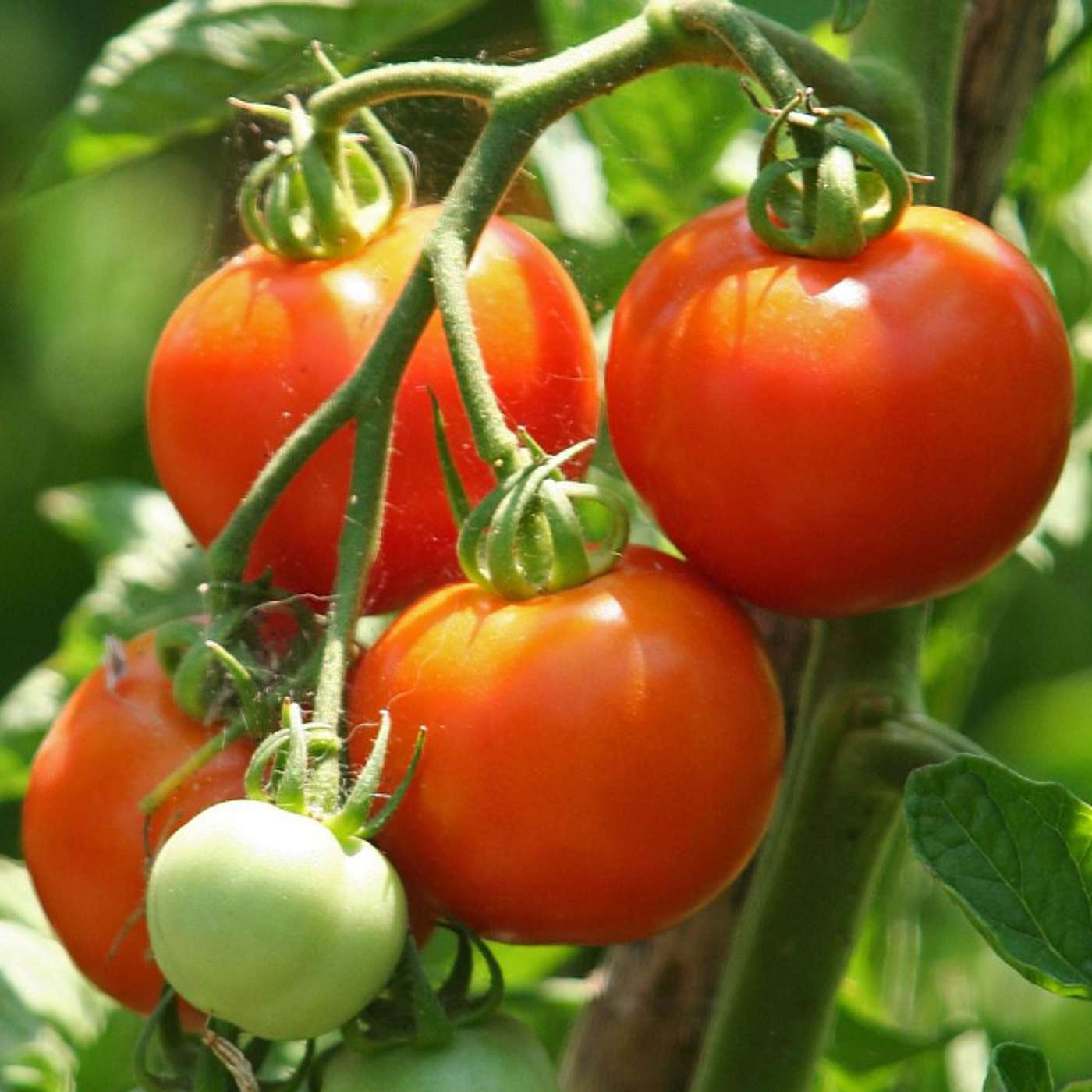 Organic tomatoes , a healthier choice