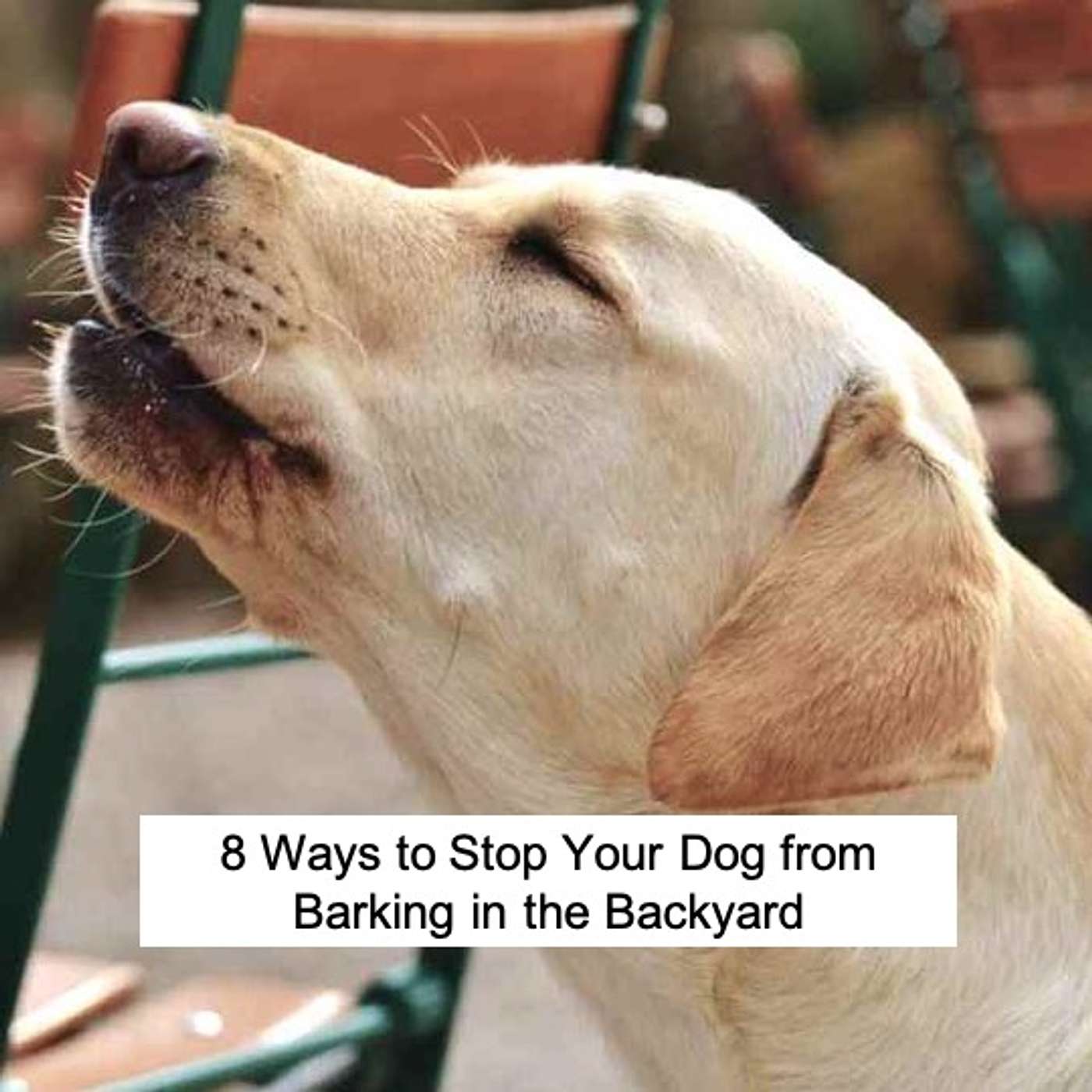 USA Dog Behavior Podcast