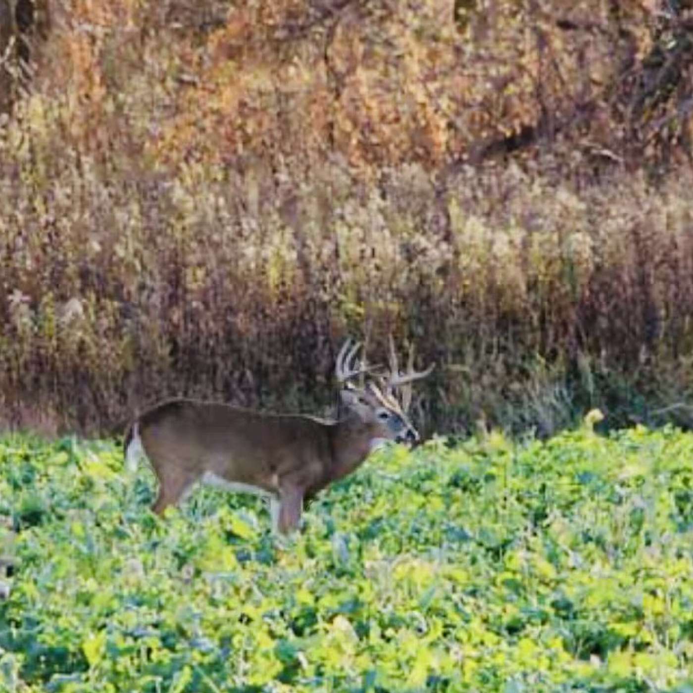 Ep.21 Mastering Food Plots for Deer Hunting Success with Sean Moffitt episode artwork