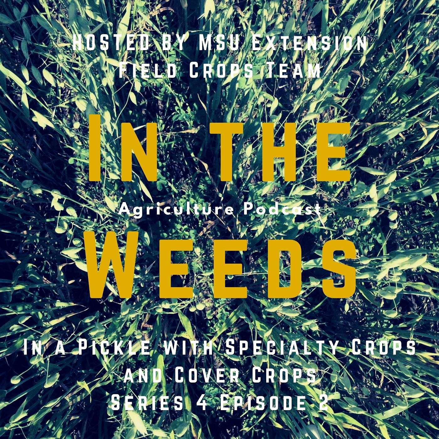 In the Weeds: In a Pickle with Specialty Crops and Cover Crops episode artwork
