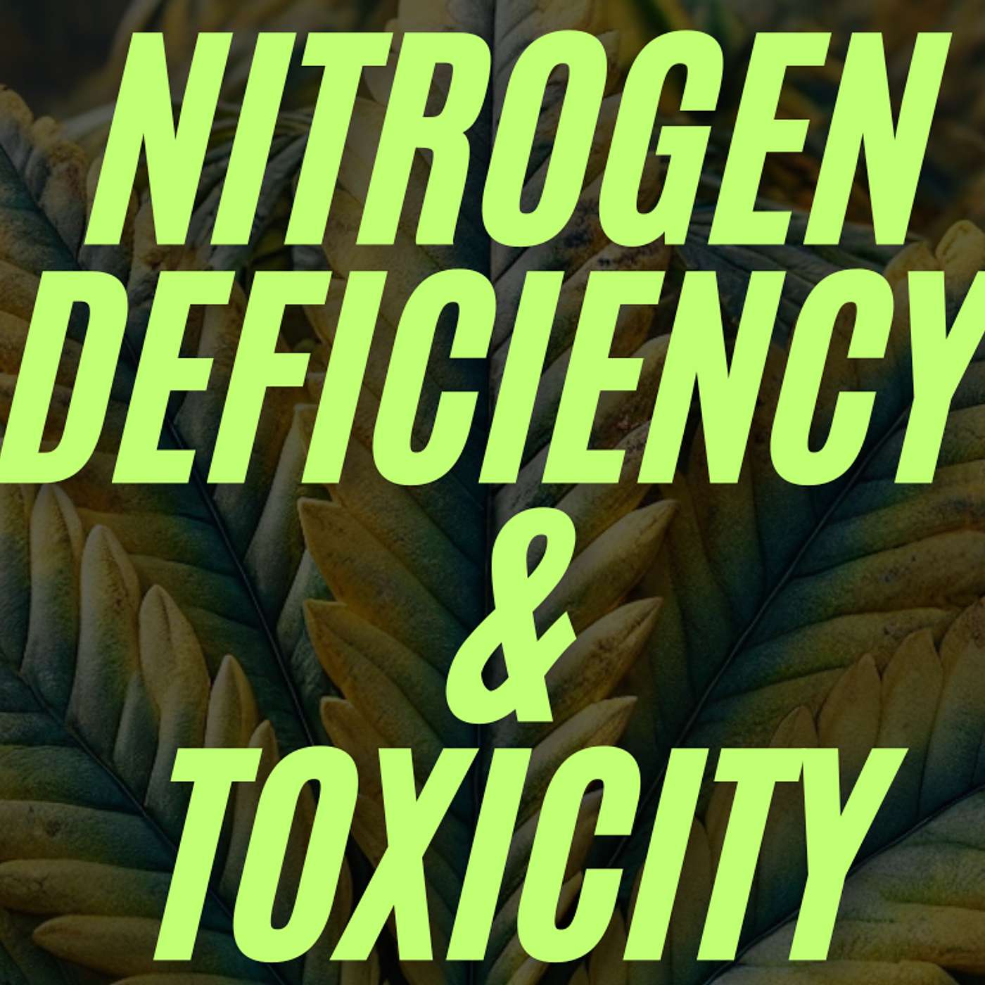 EP #21 – Cannabis Nitrogen Deficiency: Fixing the Yellowing Leaves Before It's Too Late episode artwork
