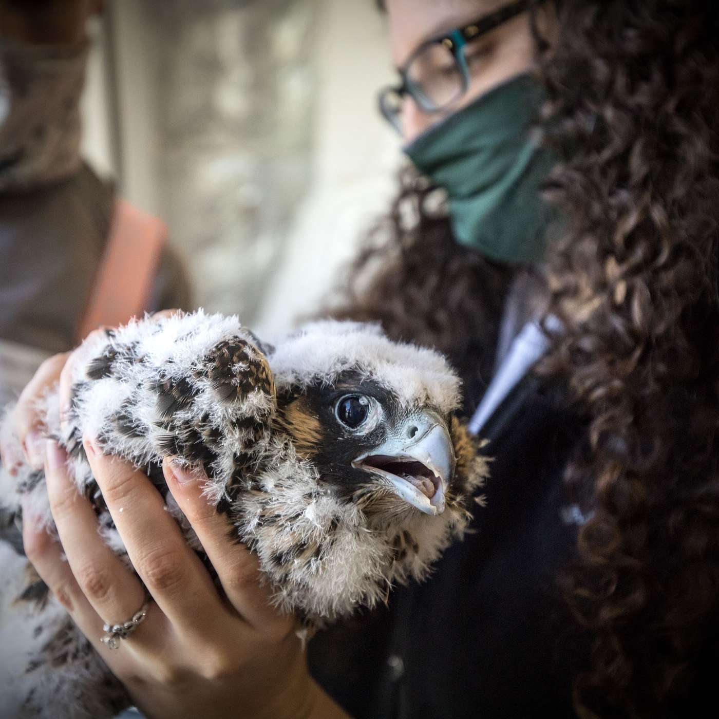 42. A Glimpse into the Wonderful World of Virginia’s Wildlife with Meagan Thomas, Virginia Department of Wildlife Resources