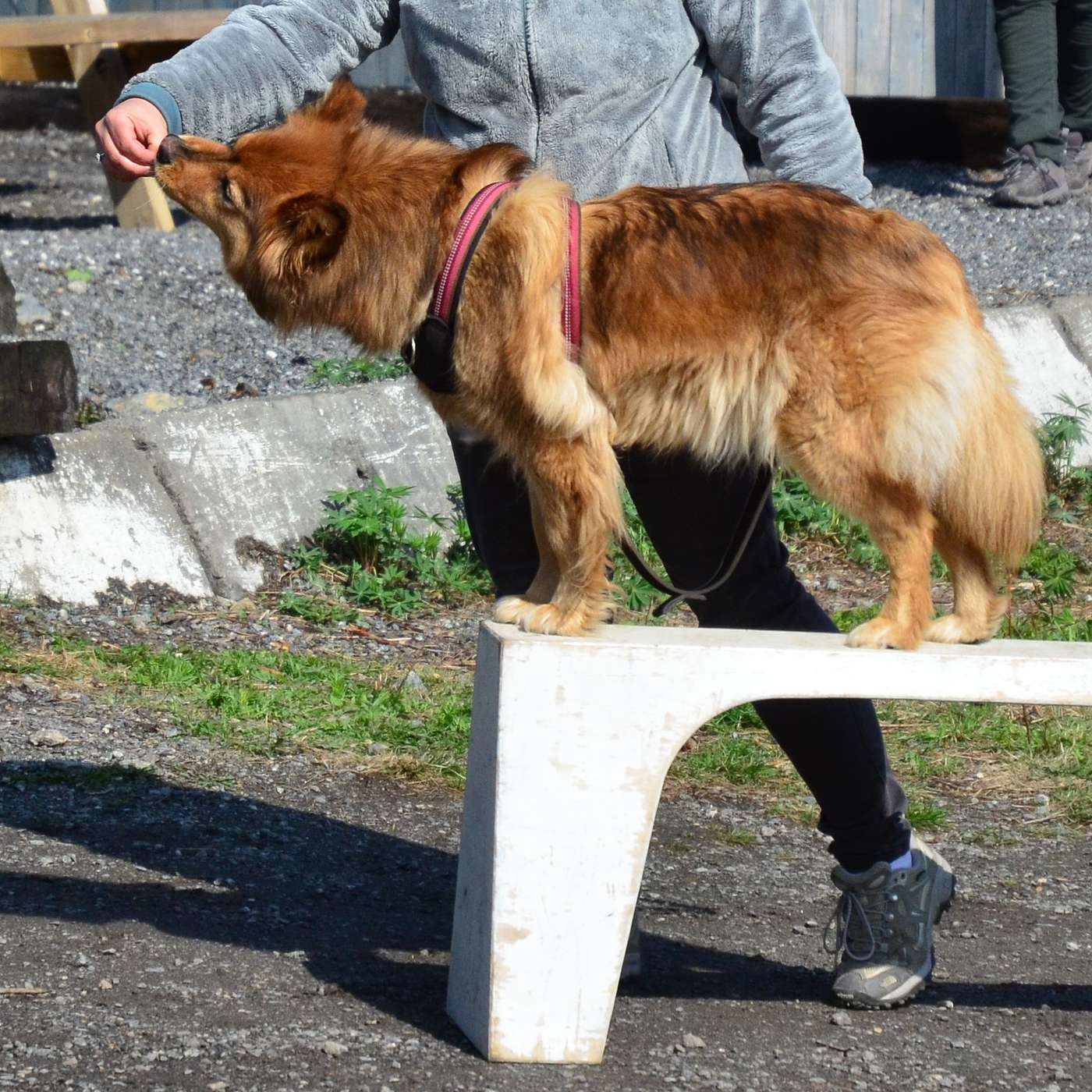 19 - Er hunden din hjelpeavhengig? episode artwork