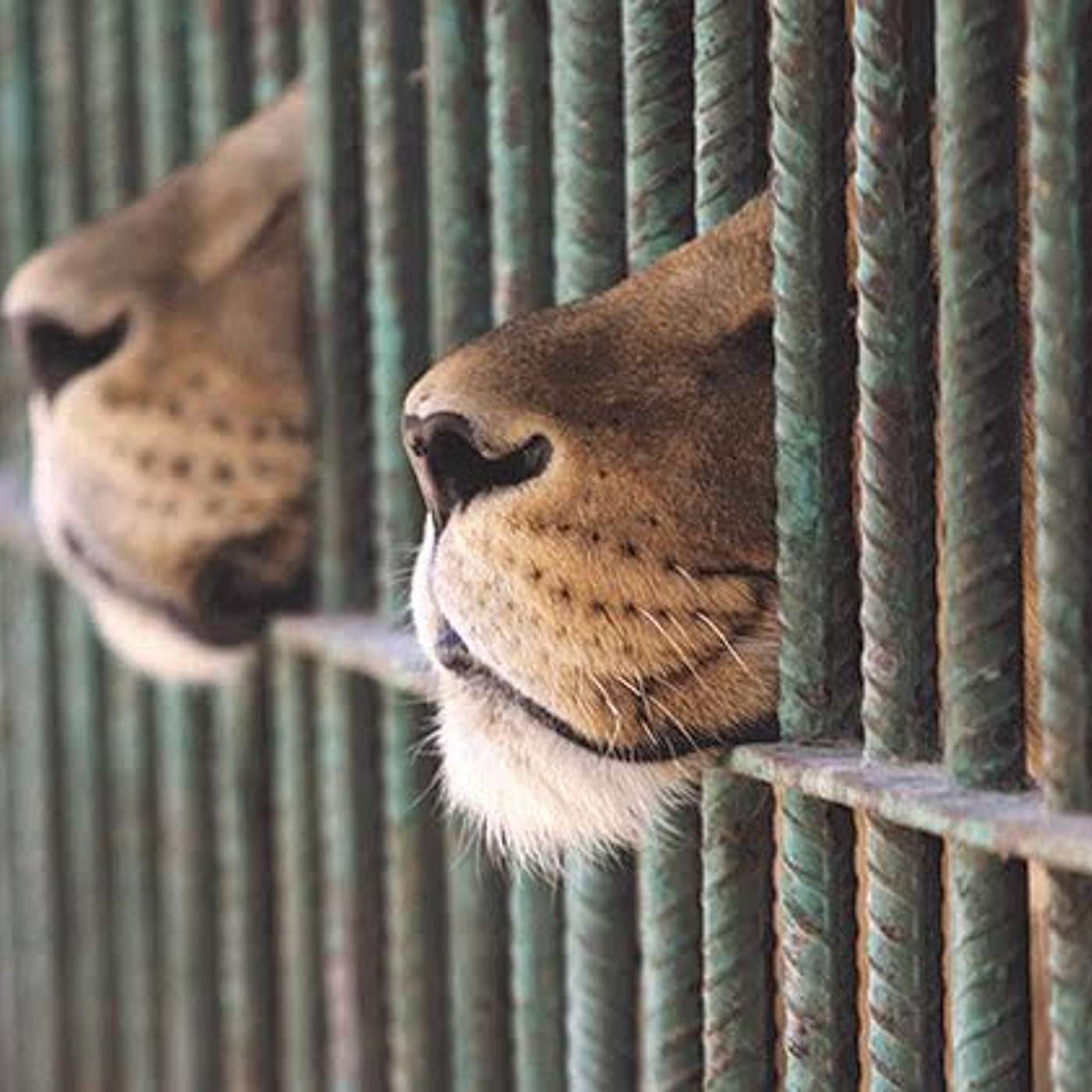 Conservation Voices from South Africa: Canned lion hunting with Dr. Andrew Venter episode artwork